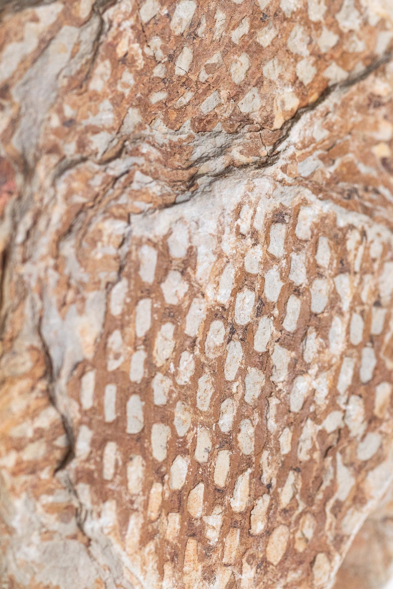 Graptolite - Fossil from Stemcell Science Shop