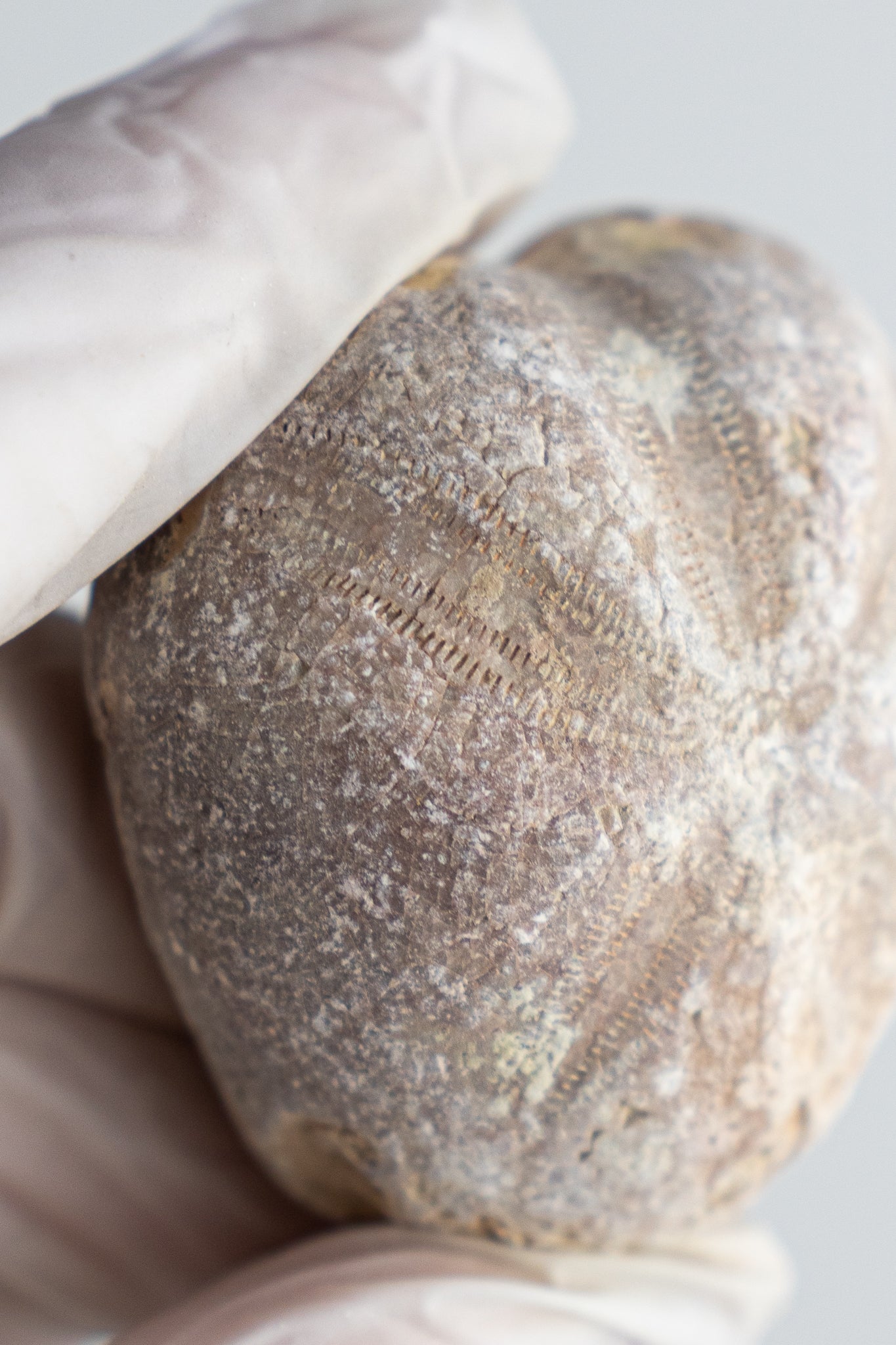 Heart Urchin Fossil - Fossil from Stemcell Science Shop