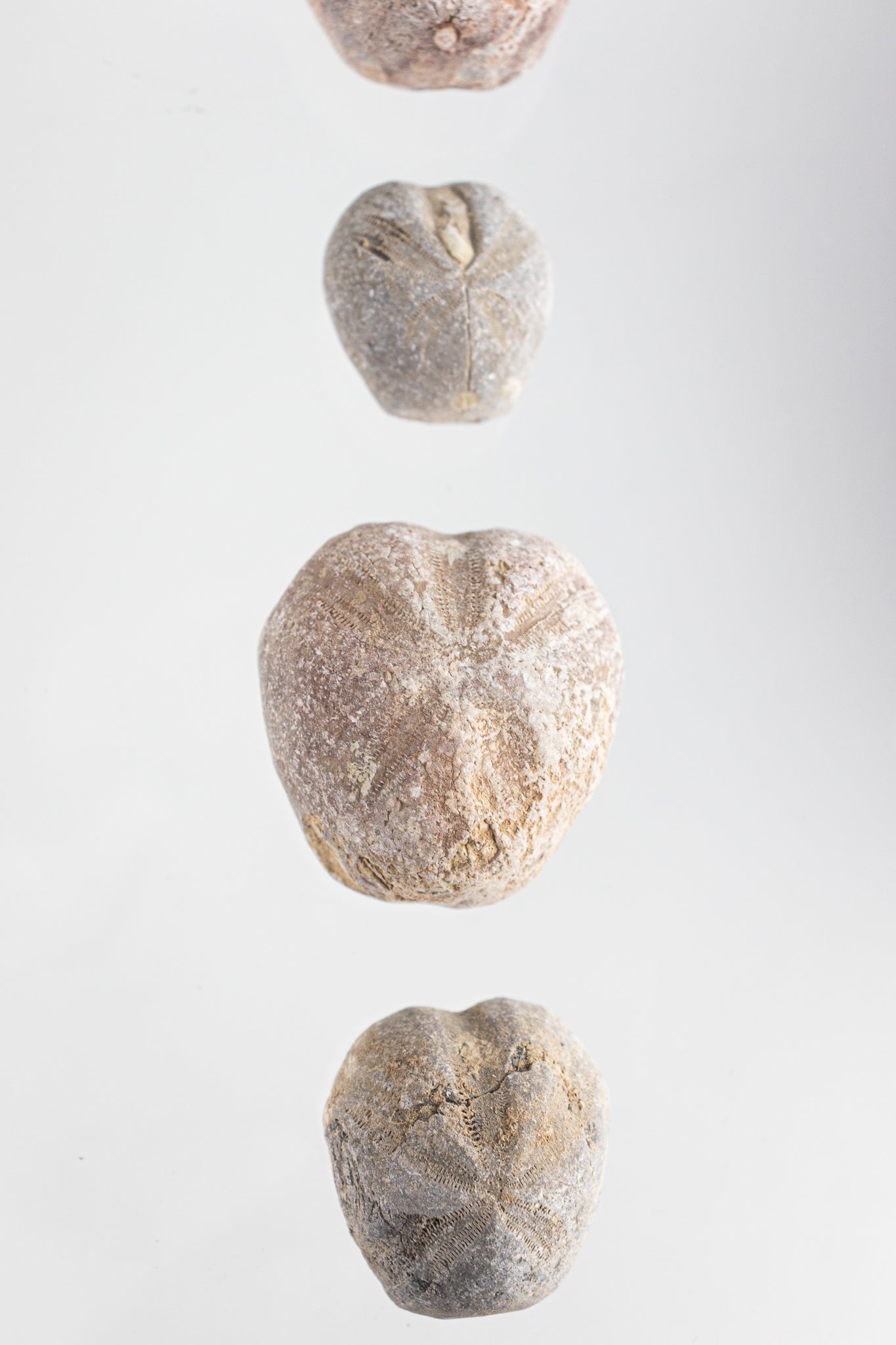 Heart Urchin Fossil - Fossil from Stemcell Science Shop