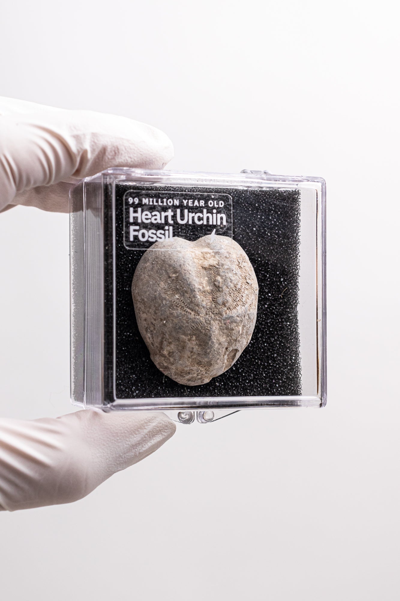 Heart Urchin Fossil - Fossil from Stemcell Science Shop