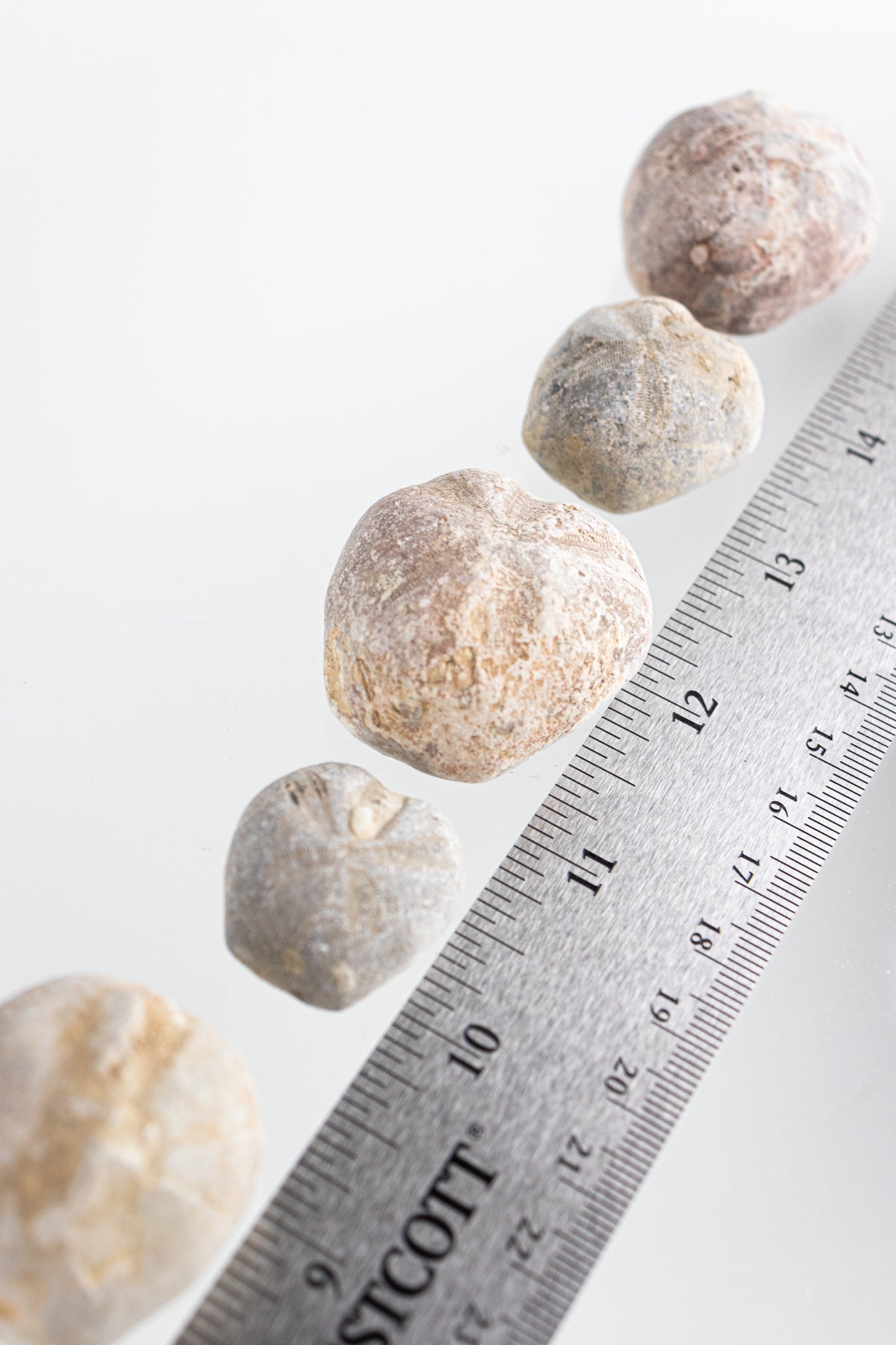 Heart Urchin Fossil - Fossil from Stemcell Science Shop