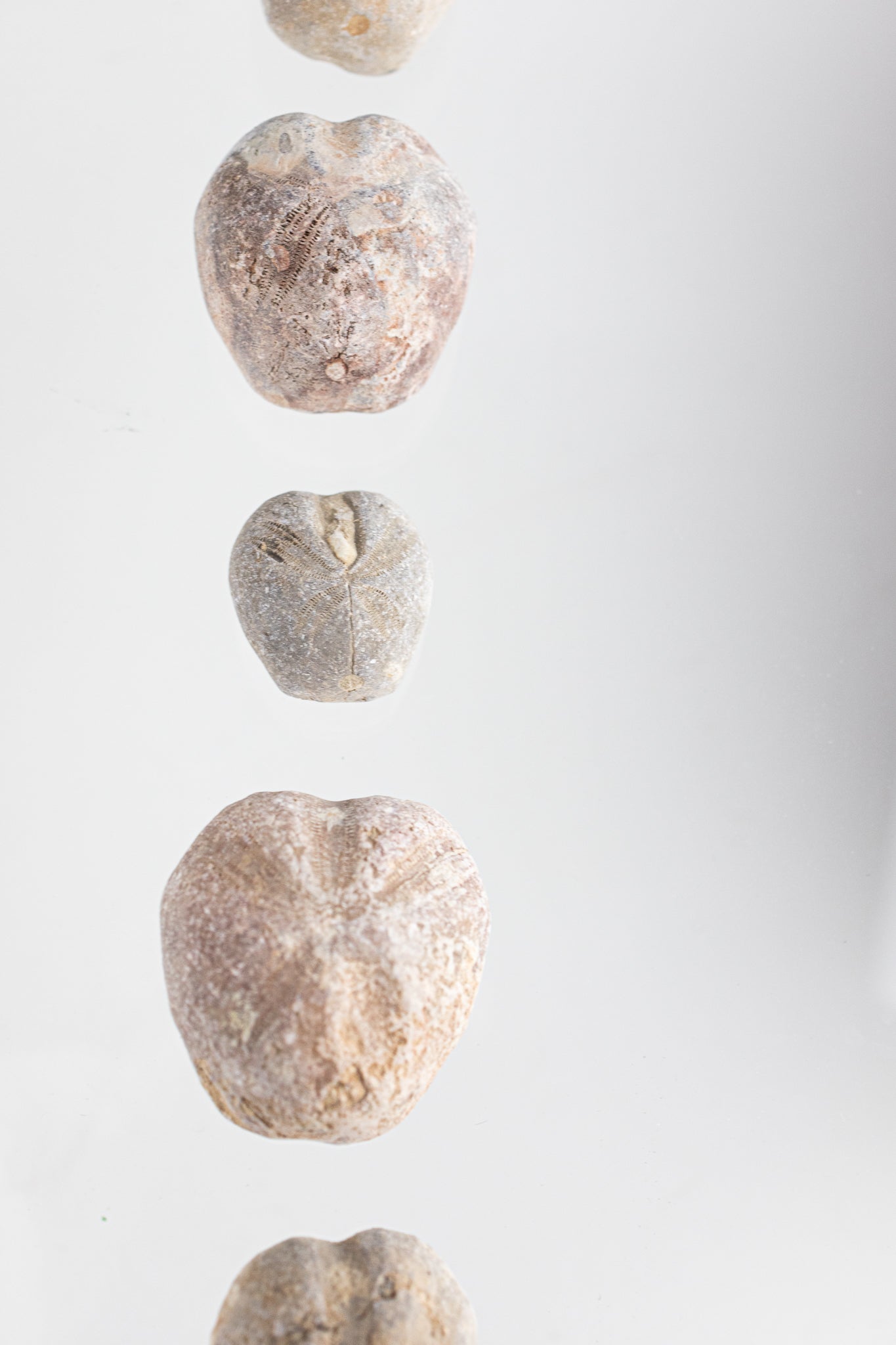Heart Urchin Fossil - Fossil from Stemcell Science Shop