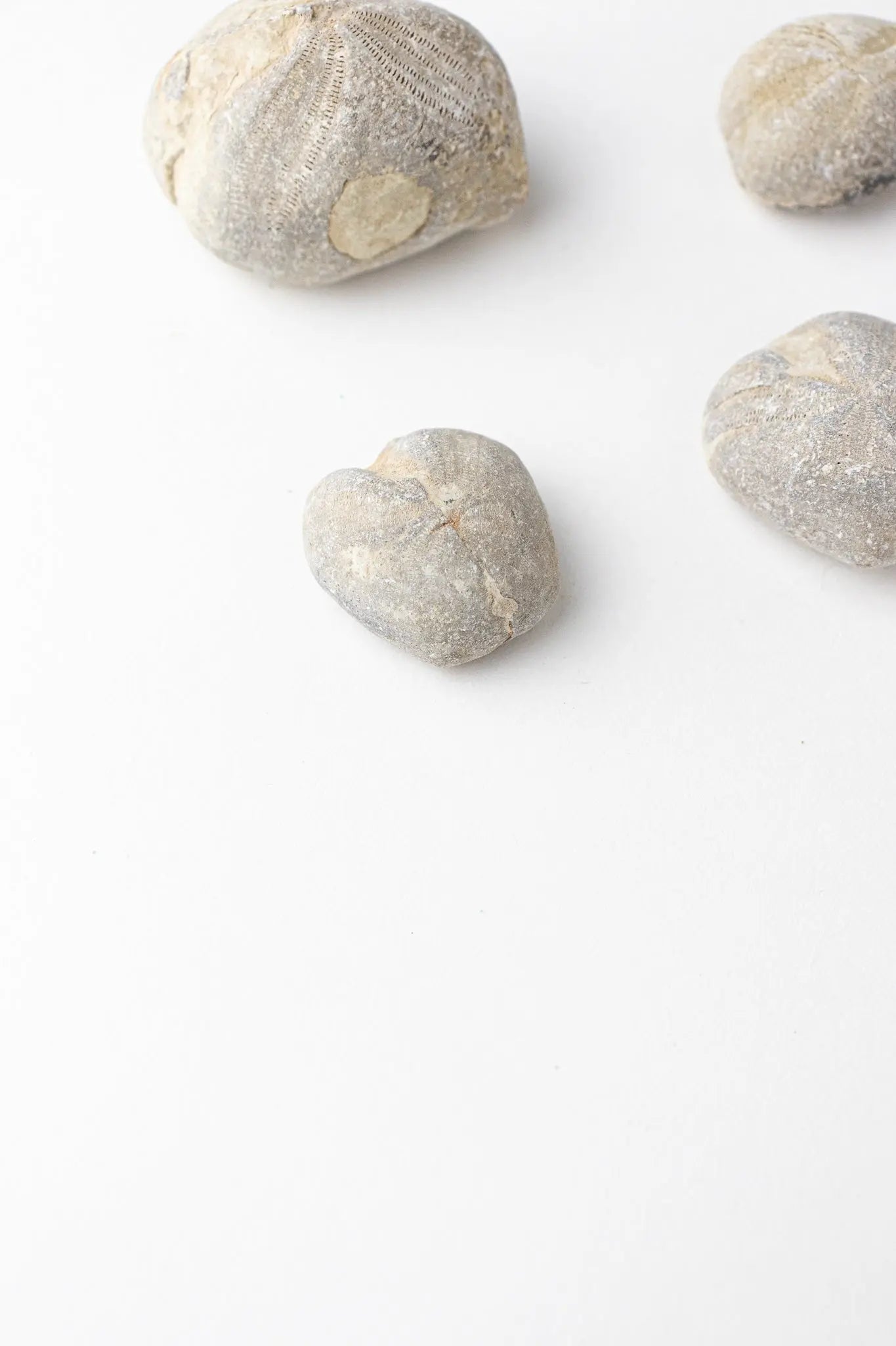 Heart Urchin Fossil - Fossil from Stemcell Science Shop