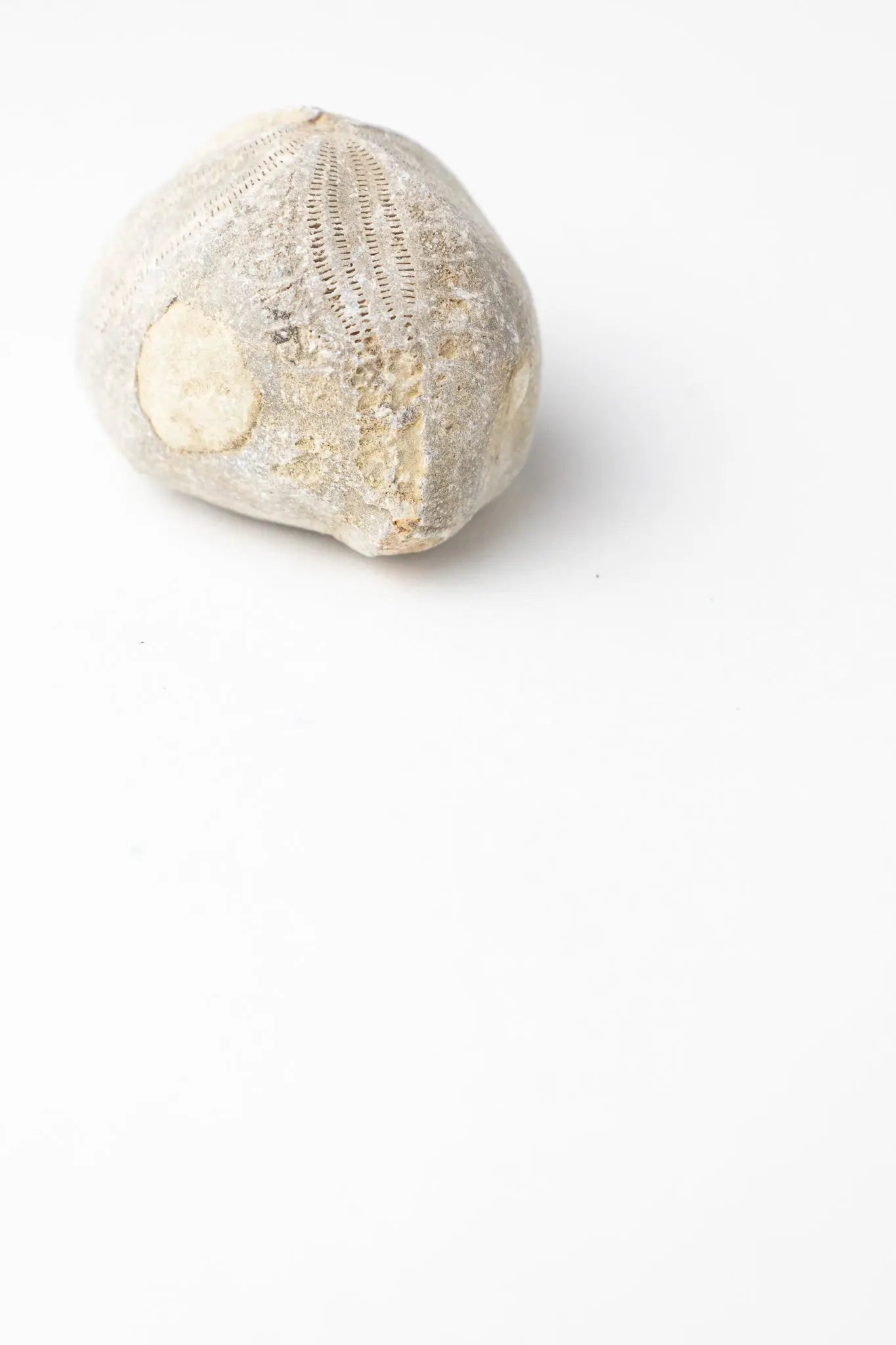 Heart Urchin Fossil - Fossil from Stemcell Science Shop
