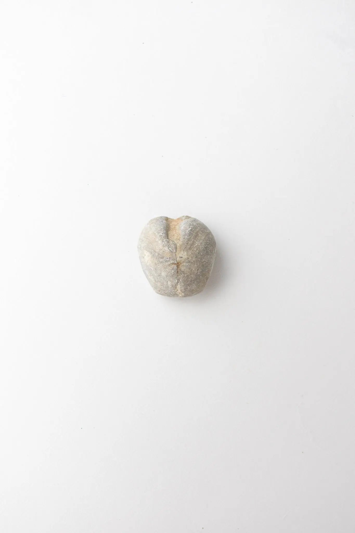 Heart Urchin Fossil - Fossil from Stemcell Science Shop