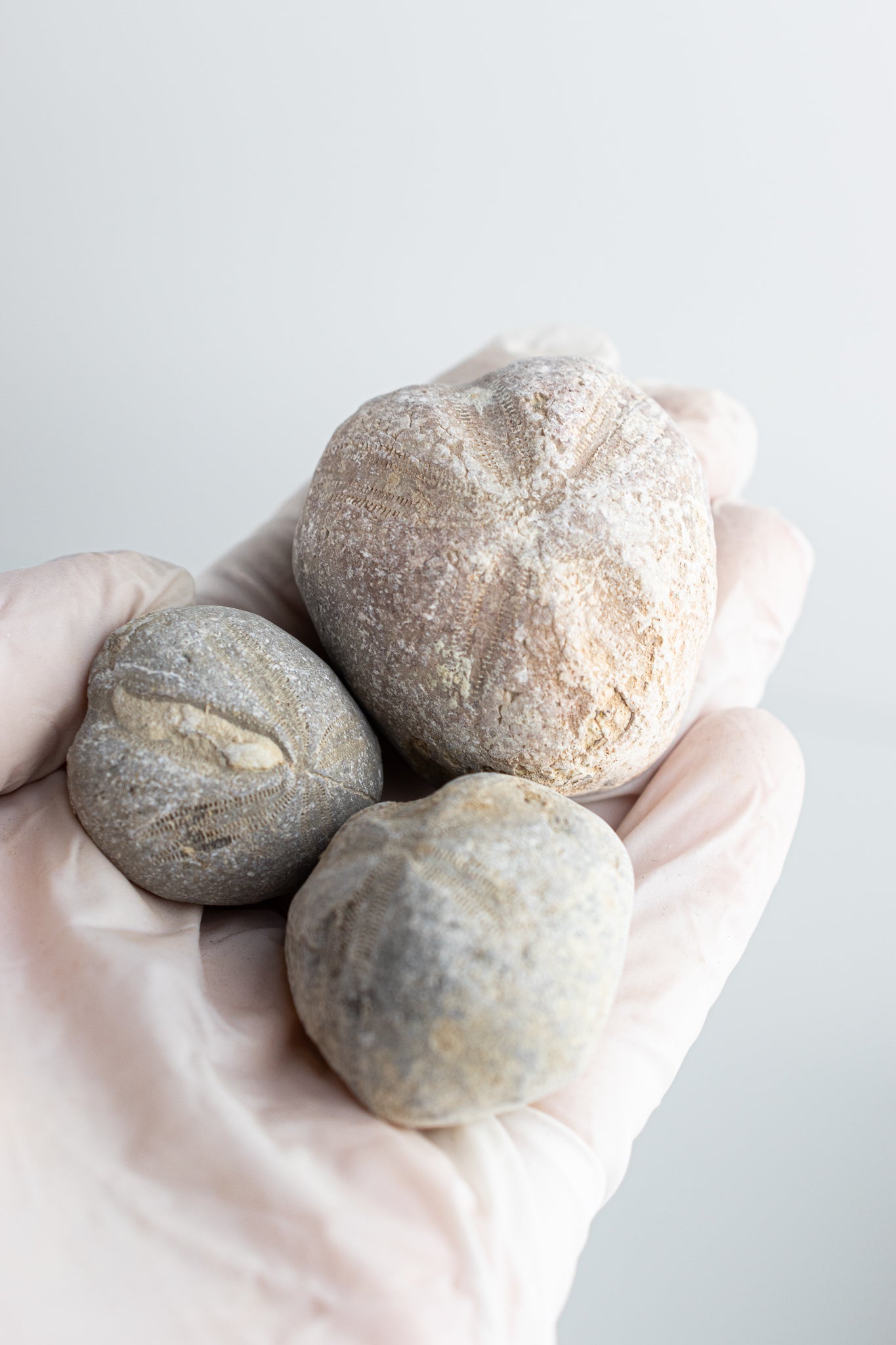 Heart Urchin Fossil - Fossil from Stemcell Science Shop