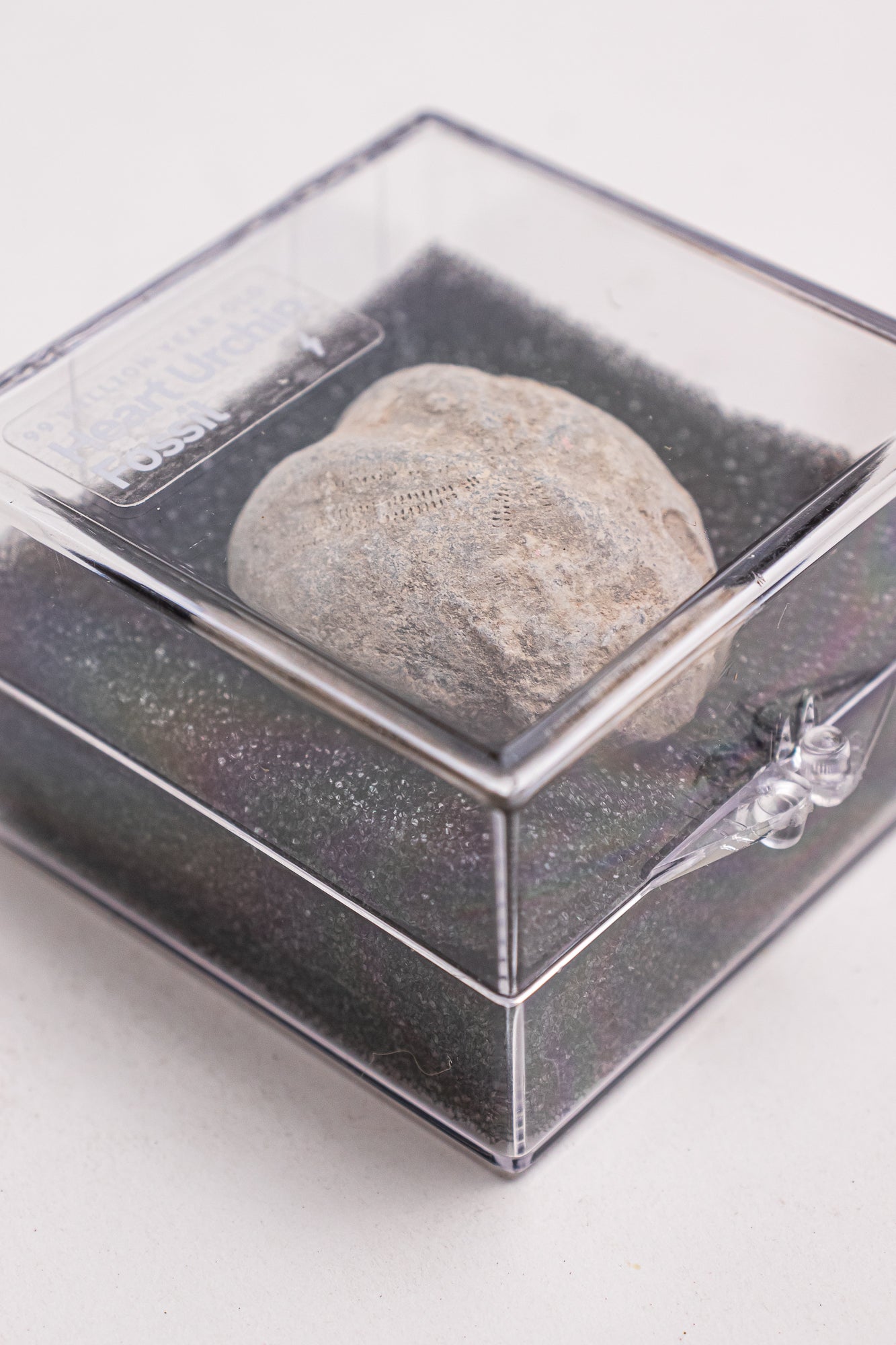 Heart Urchin Fossil - Fossil from Stemcell Science Shop