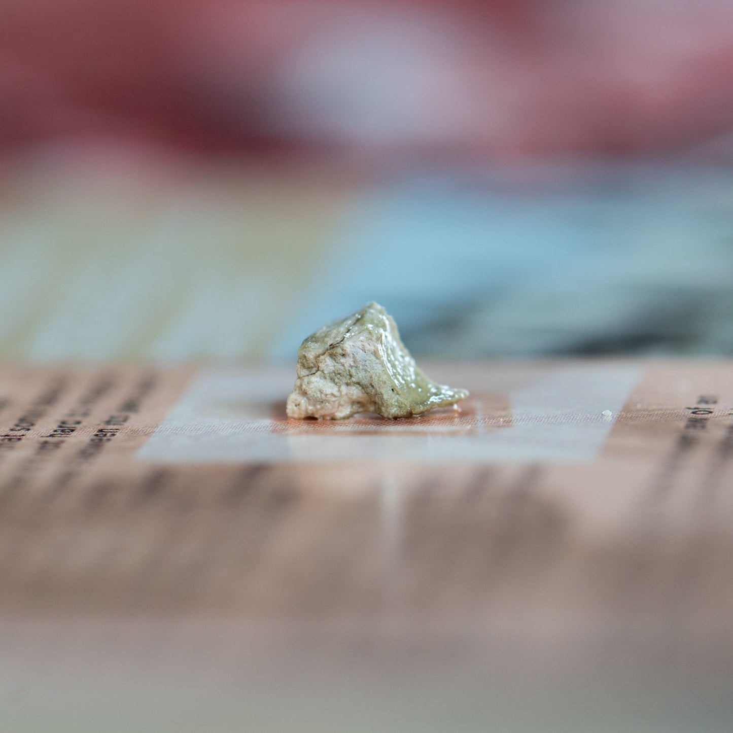 Hell Pig Jaw Fossil - Entelodont Display Card