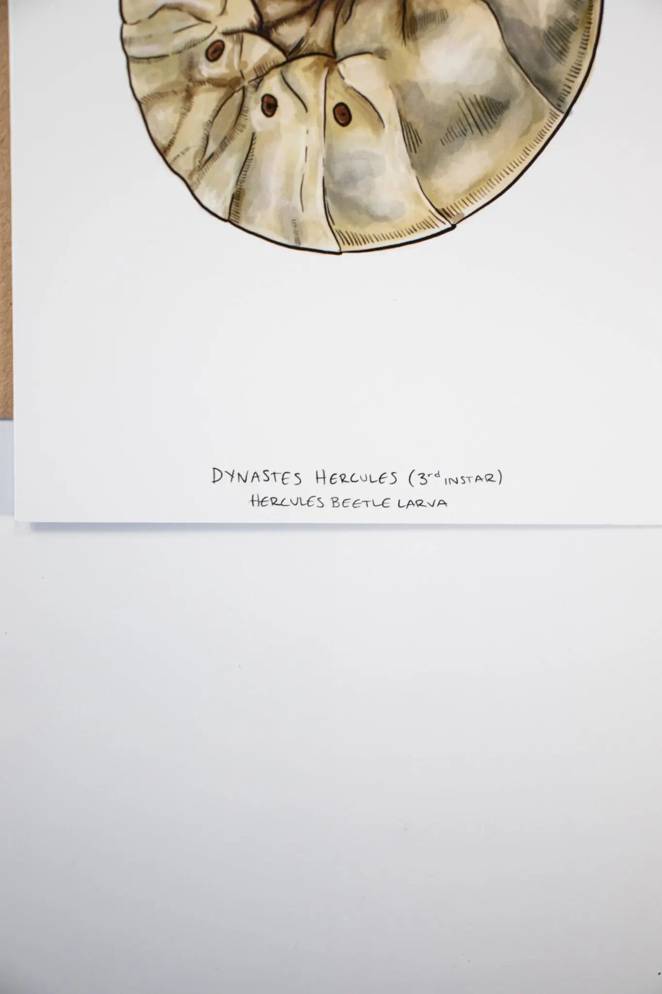 Hercules Beetle Larva Card - Stationery from Stemcell Science Shop