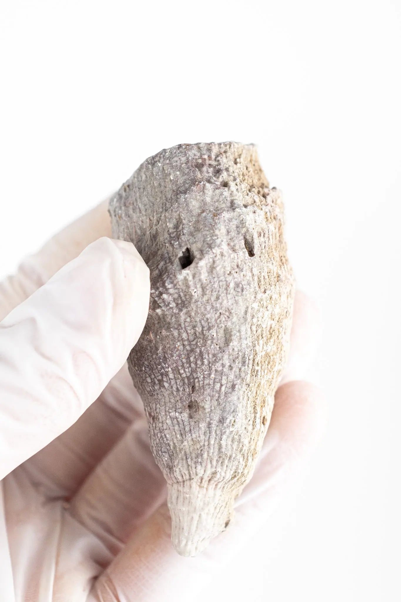 Horn Coral Fossil - Fossil from Stemcell Science Shop