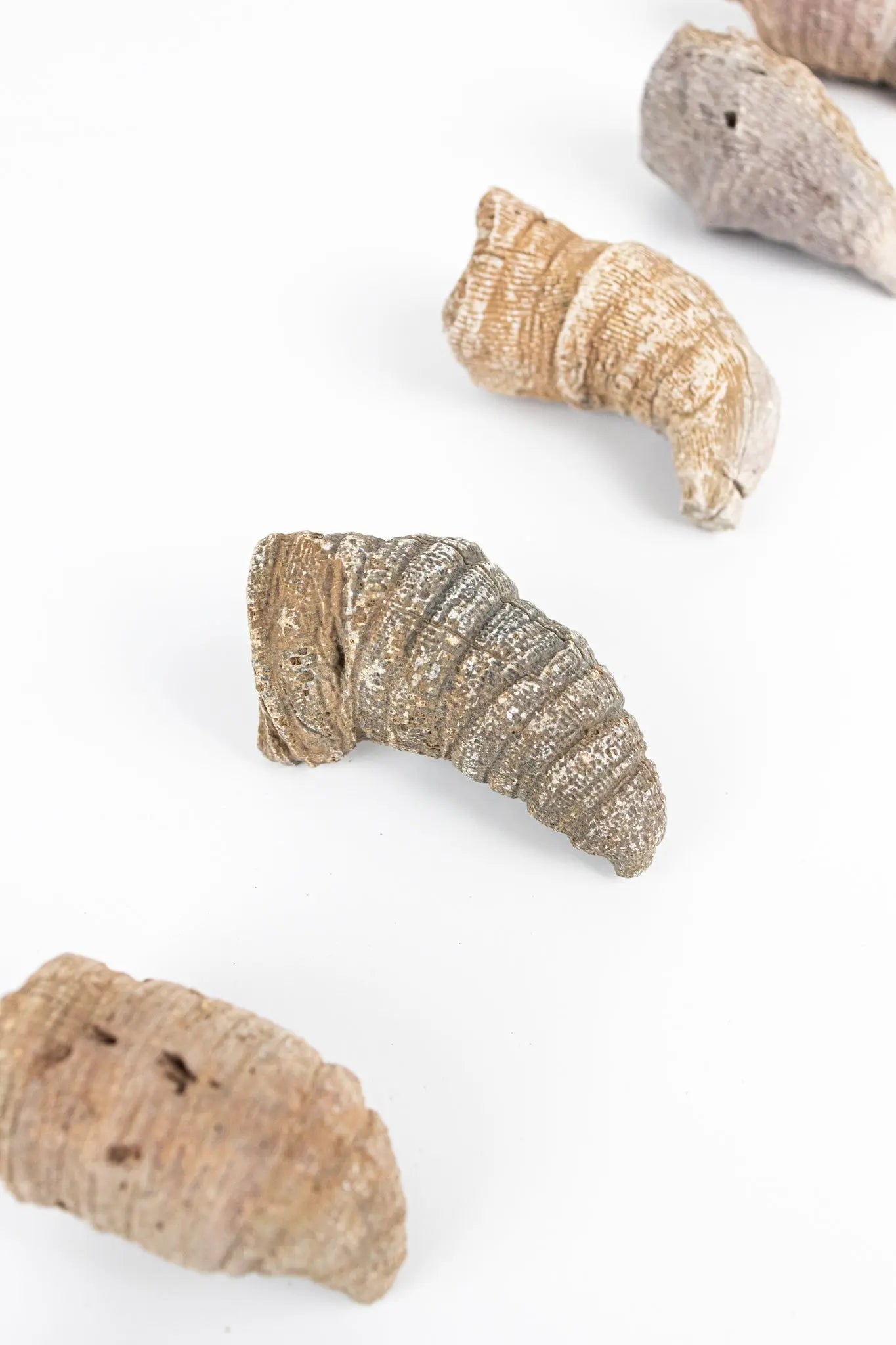 Horn Coral Fossil - Fossil from Stemcell Science Shop