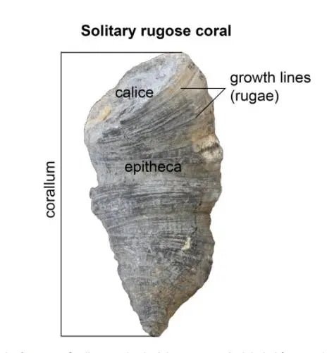 Horn Coral Fossil - Fossil from Stemcell Science Shop
