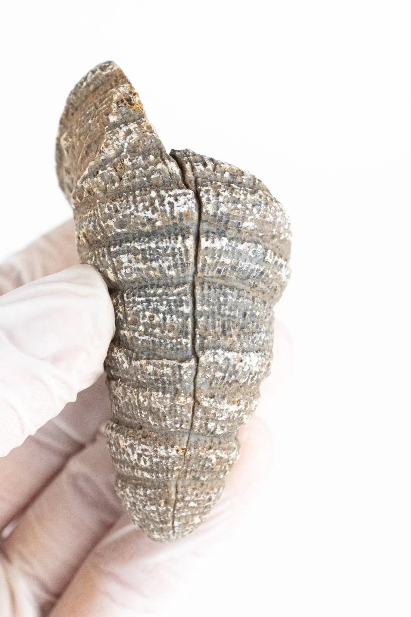 Horn Coral Fossil - Fossil from Stemcell Science Shop