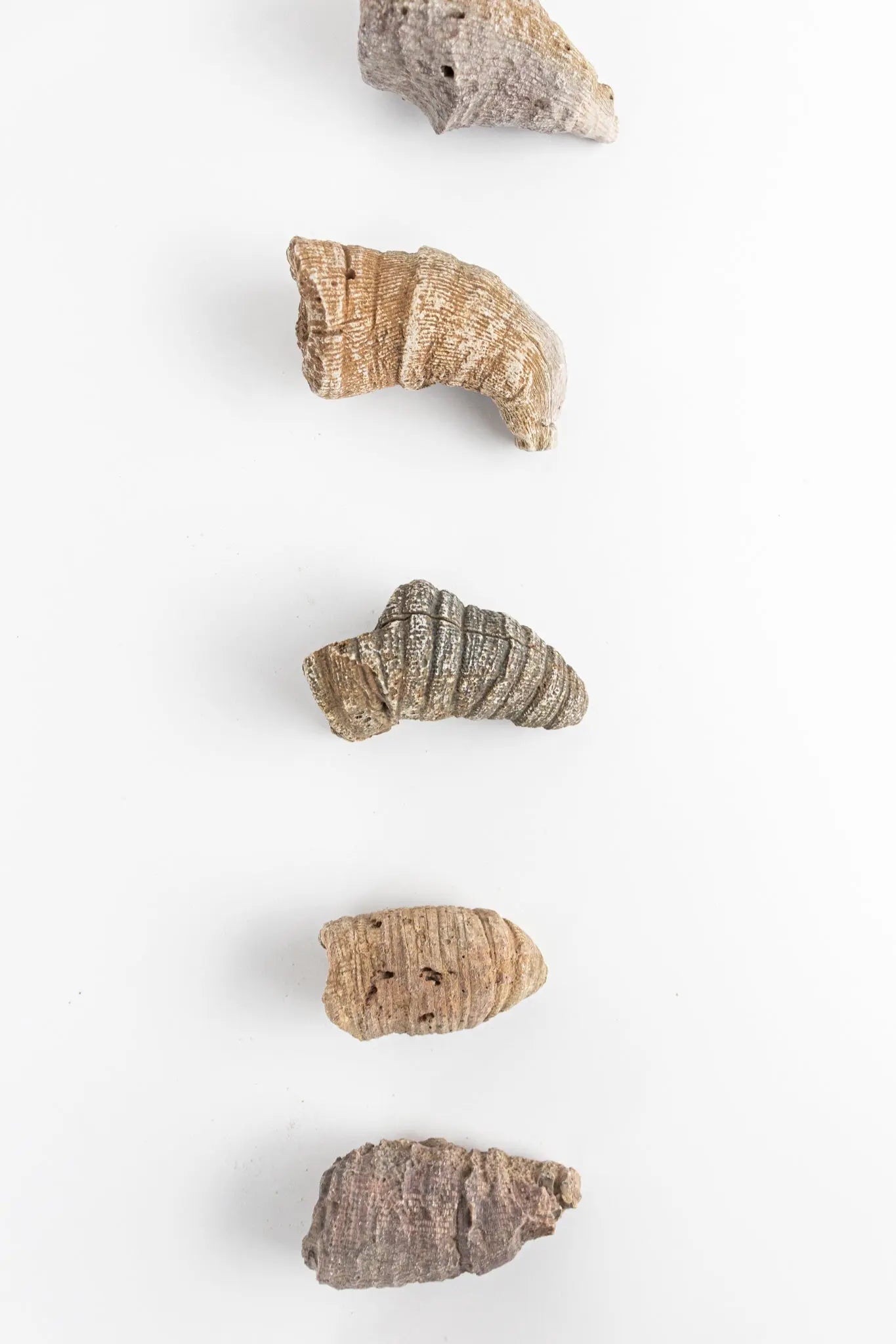 Horn Coral Fossil - Fossil from Stemcell Science Shop