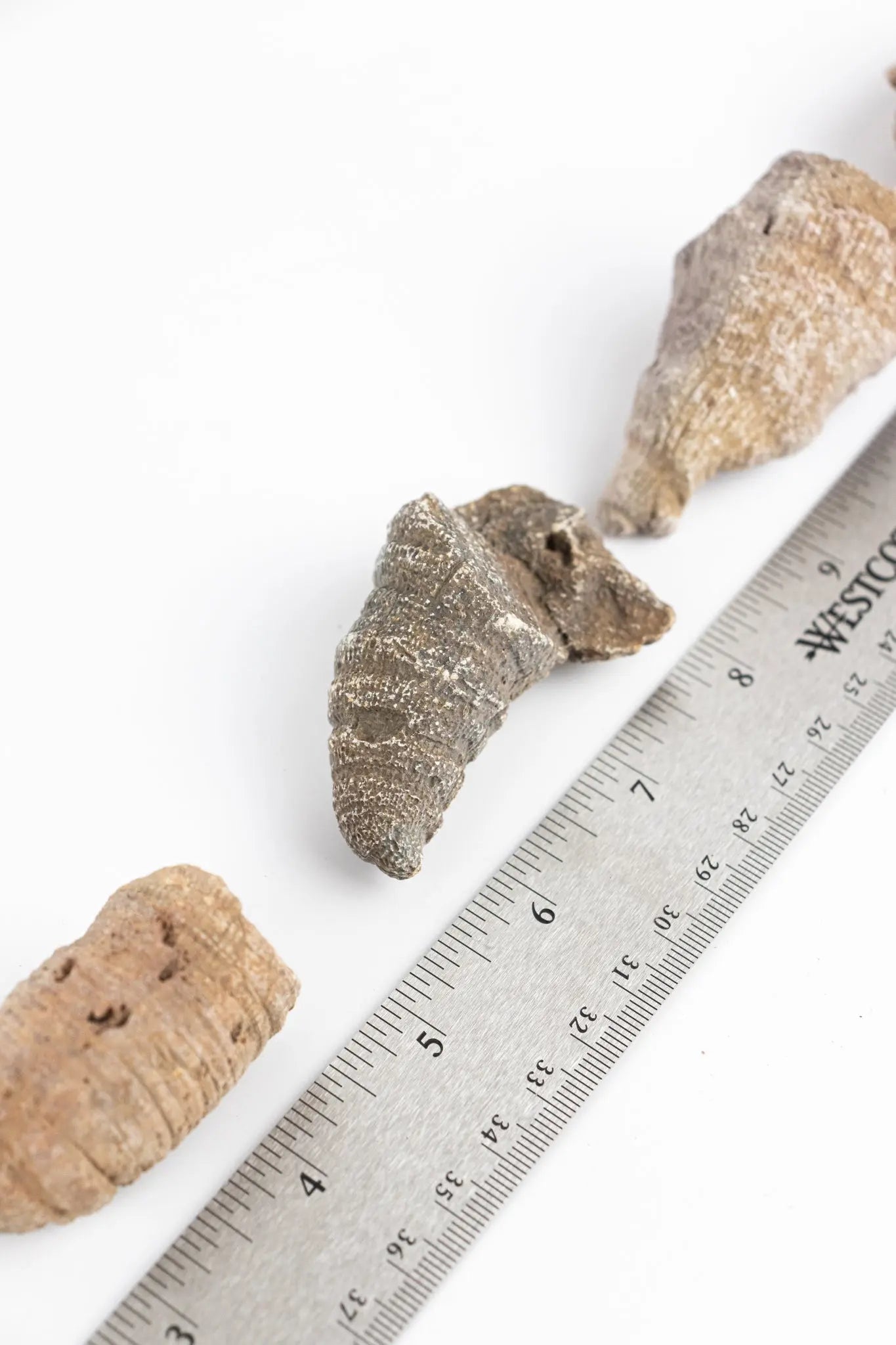 Horn Coral Fossil - Fossil from Stemcell Science Shop
