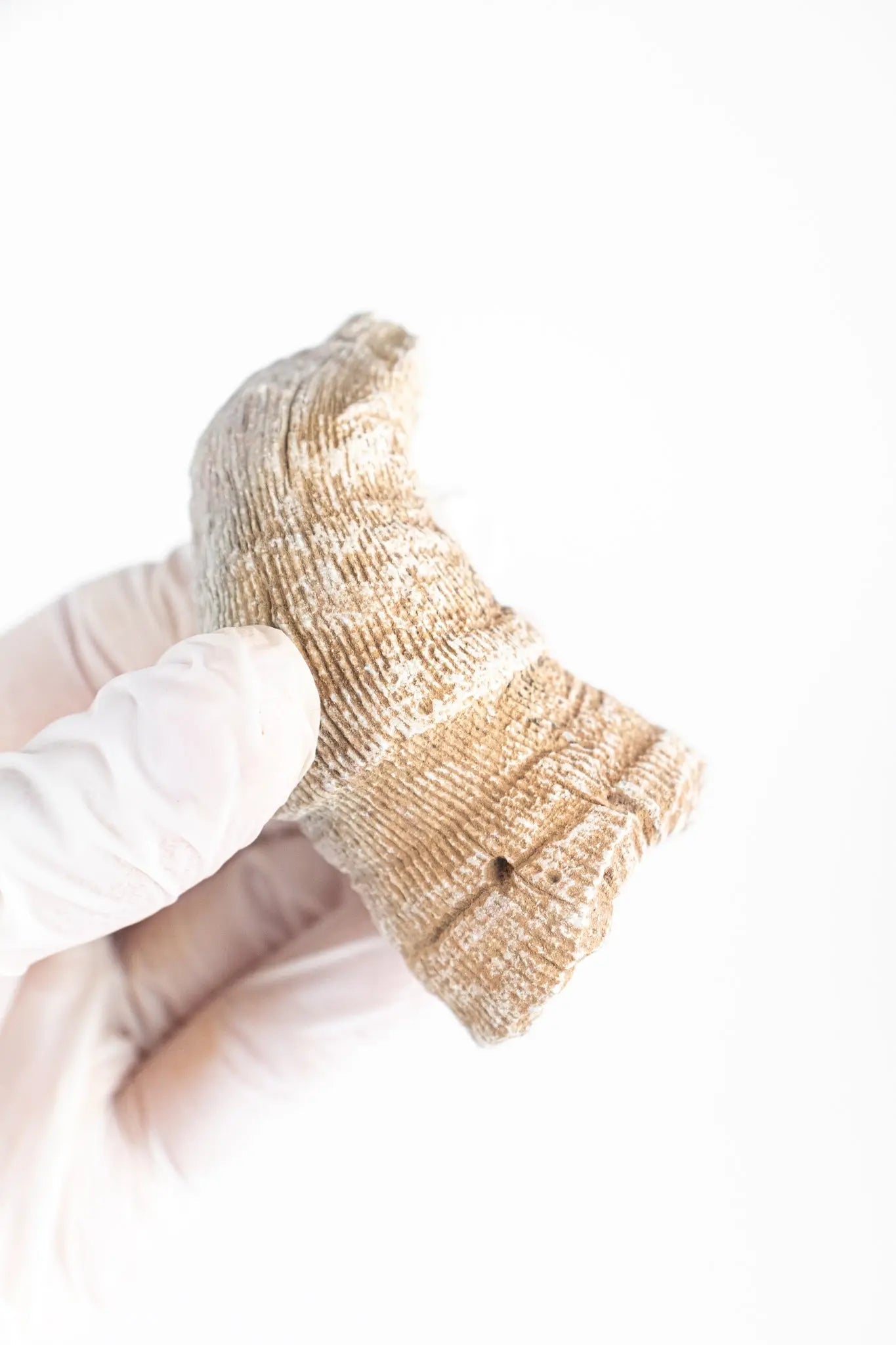 Horn Coral Fossil - Fossil from Stemcell Science Shop
