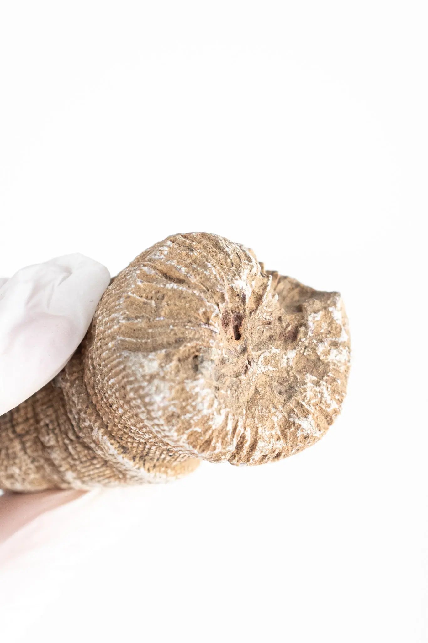 Horn Coral Fossil - Fossil from Stemcell Science Shop