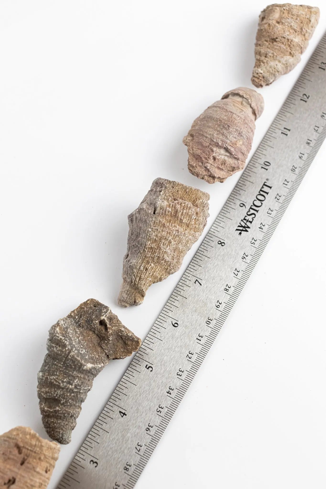 Horn Coral Fossil - Fossil from Stemcell Science Shop