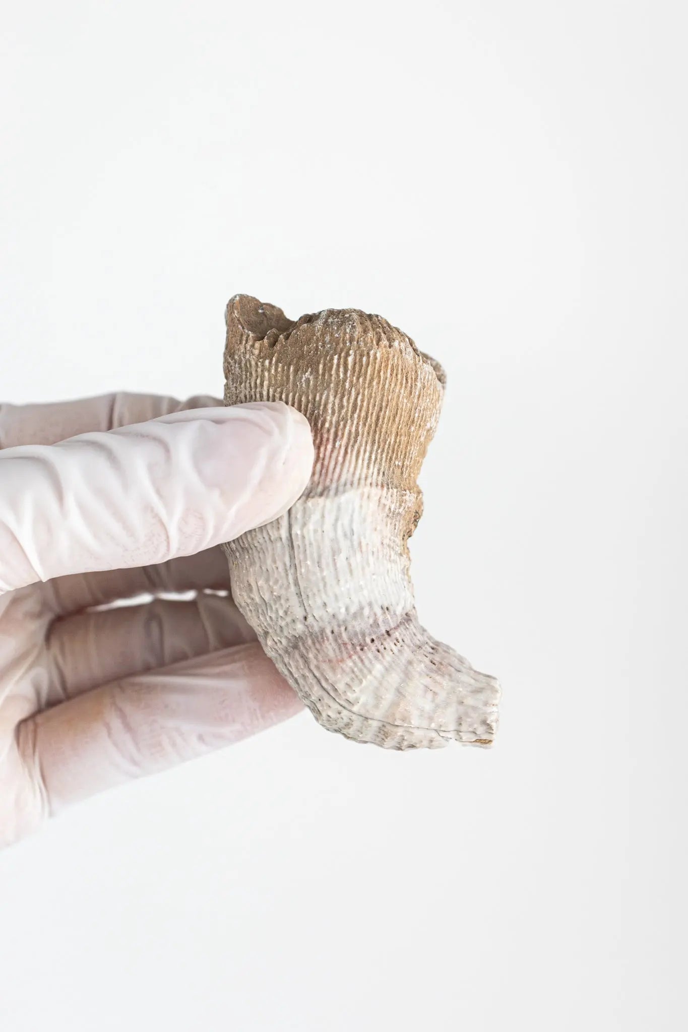 Horn Coral Fossil - Fossil from Stemcell Science Shop