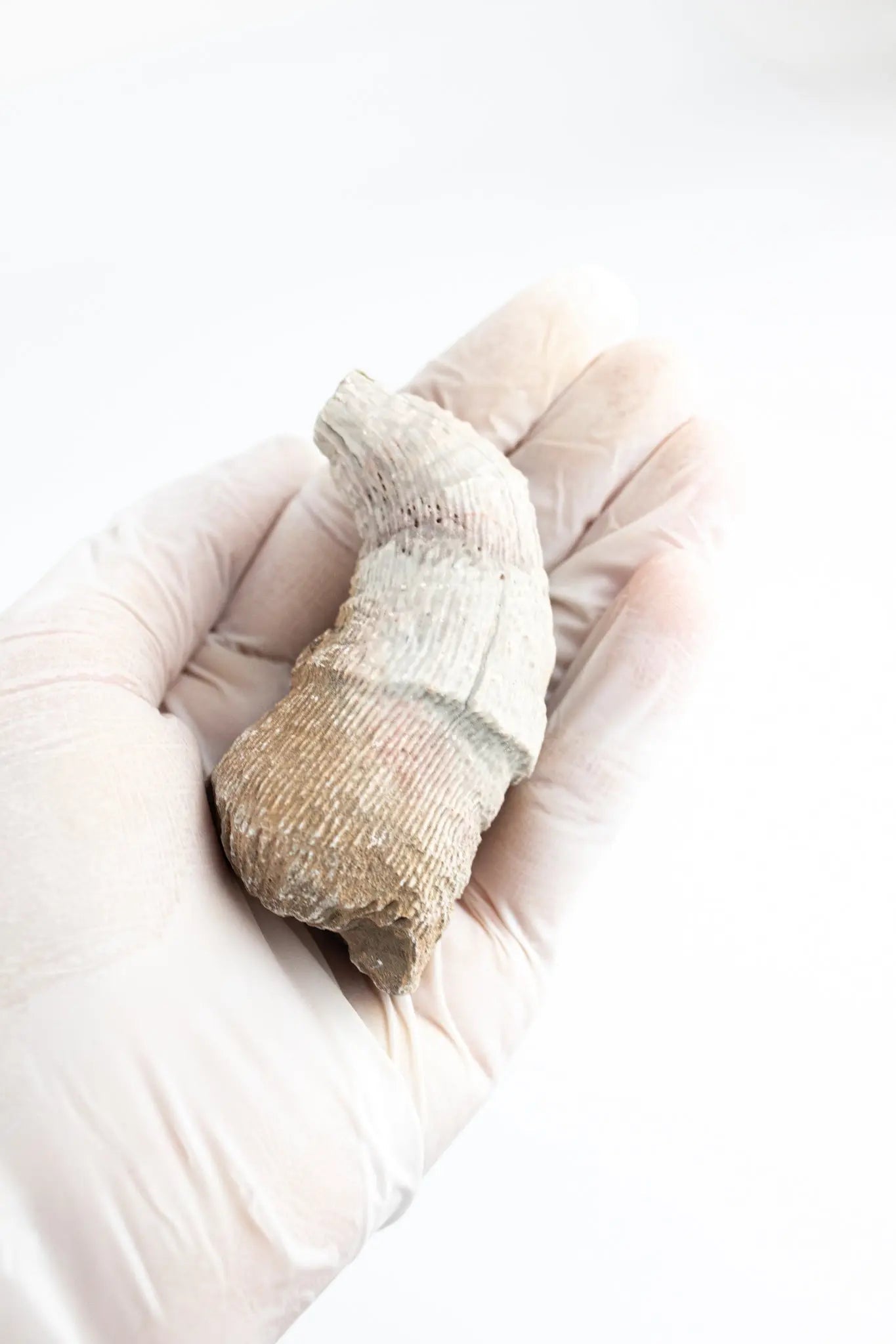 Horn Coral Fossil - Fossil from Stemcell Science Shop