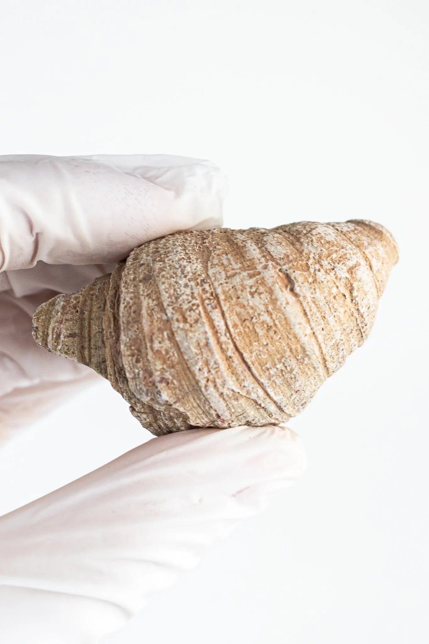Horn Coral Fossil - Fossil from Stemcell Science Shop