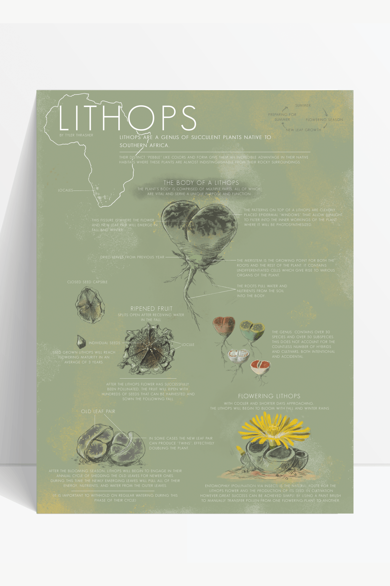 life cycle of succulents Lithops Life Cycle Chart