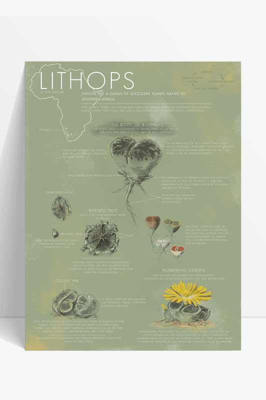 Lithops Life Cycle Chart - Charts from Stemcell Science Shop