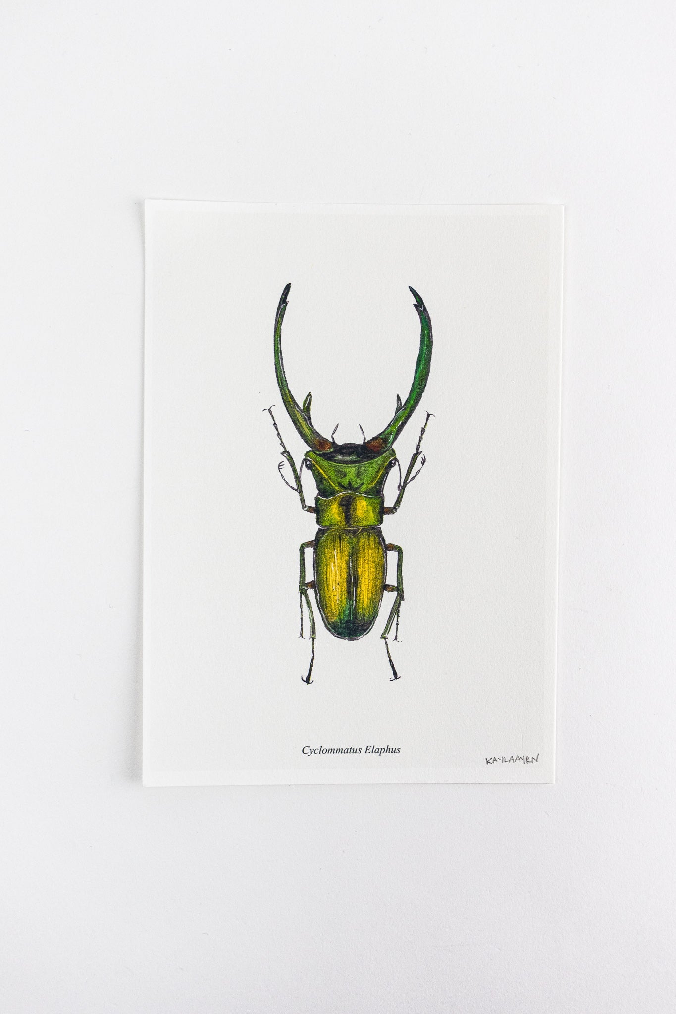 Long Horned Beetle Print - Household from Stemcell Science Shop