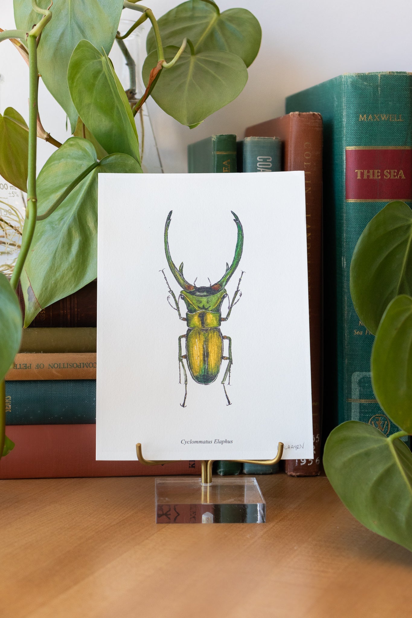 Long Horned Beetle Print - Household from Stemcell Science Shop