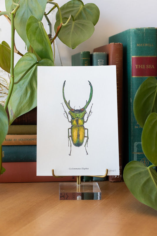 Long Horned Beetle Print - Household from Stemcell Science Shop