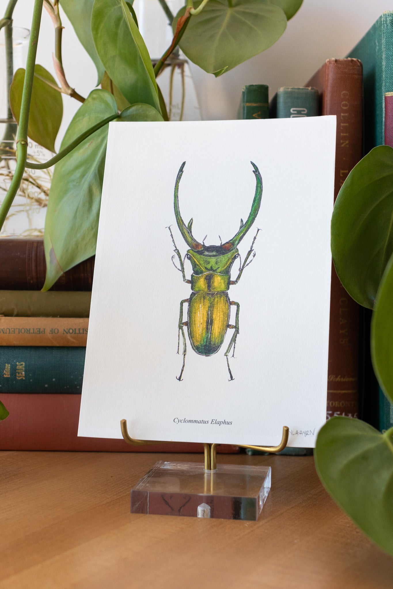Long Horned Beetle Print - Household from Stemcell Science Shop