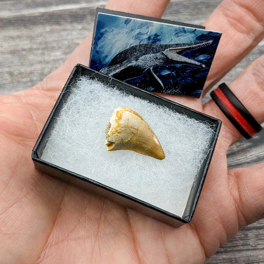 Mighty Mosasaur Pocket Fossil
