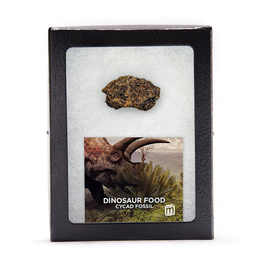 Dinosaur Food - Cycad Fossil