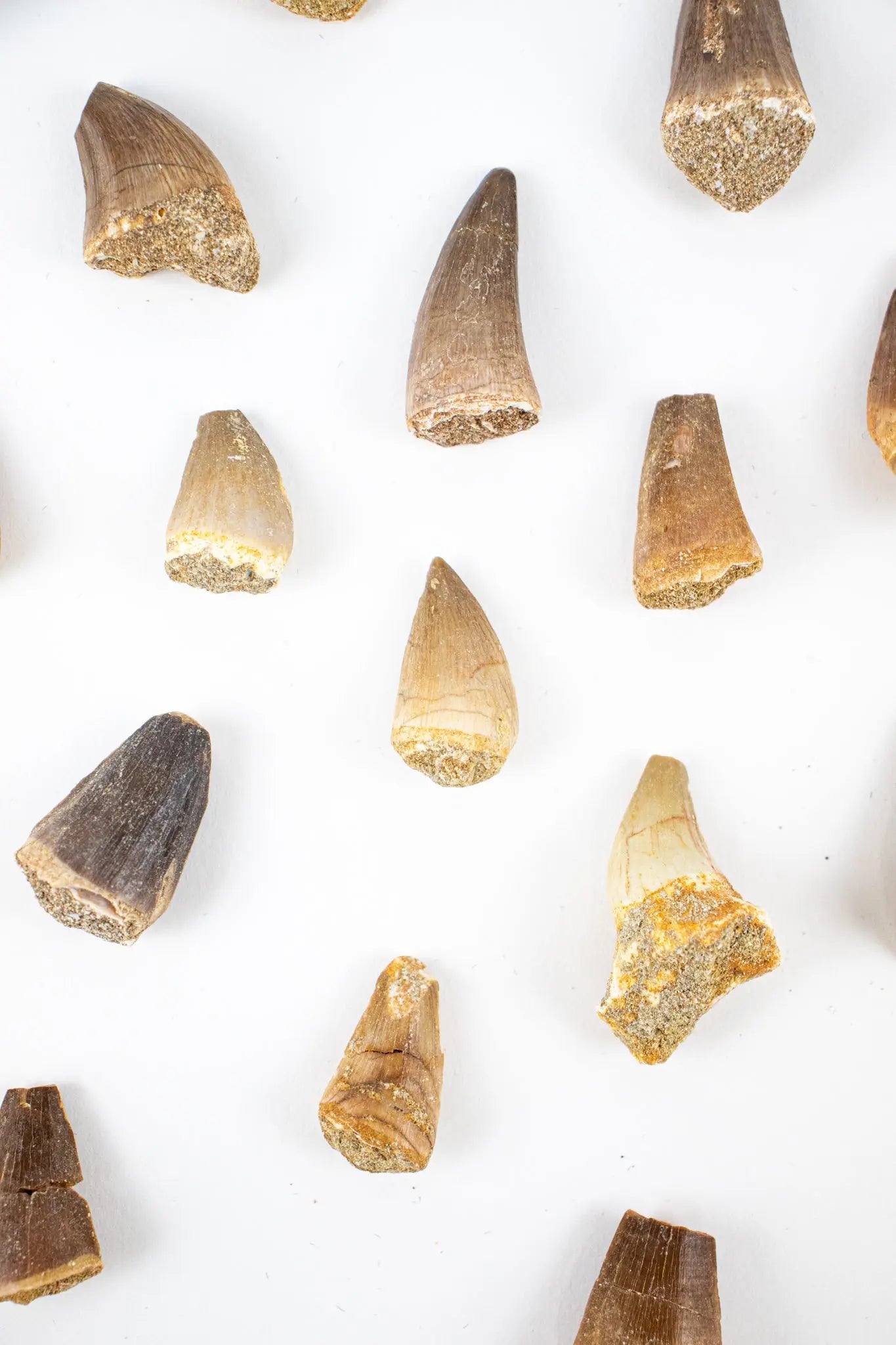 Mosasaurus Tooth - Fossil from Stemcell Science Shop