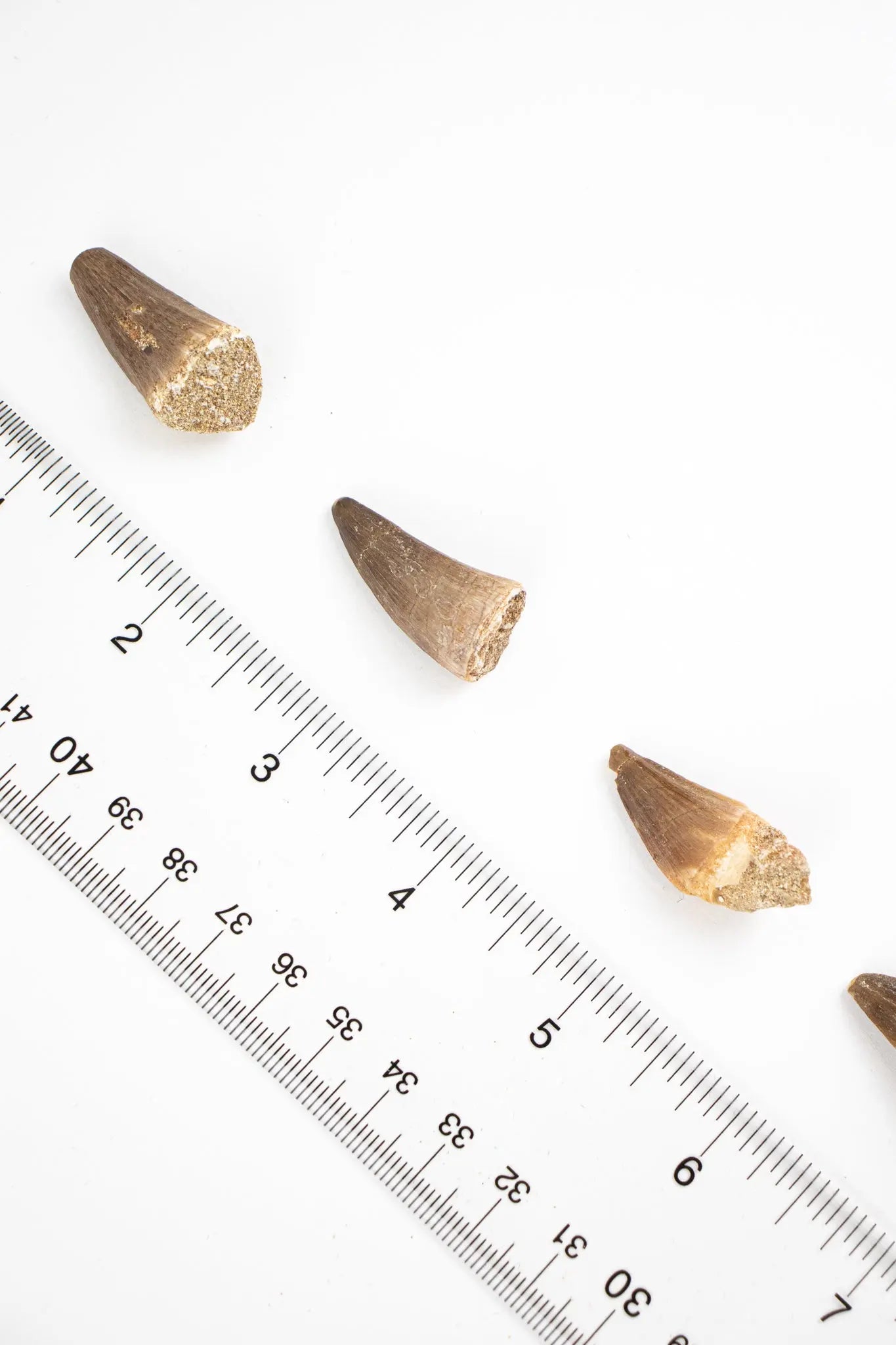 Mosasaurus Tooth - Fossil from Stemcell Science Shop