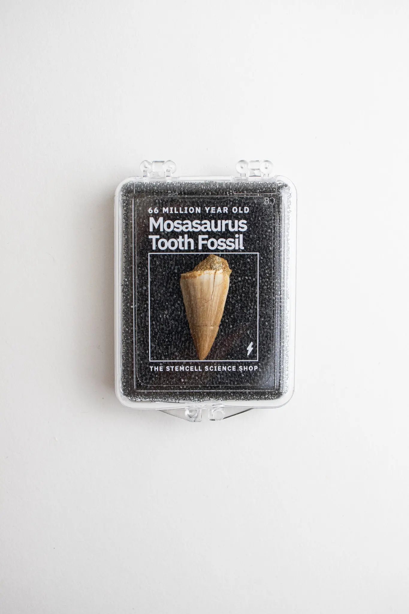 Mosasaurus Tooth - Fossil from Stemcell Science Shop