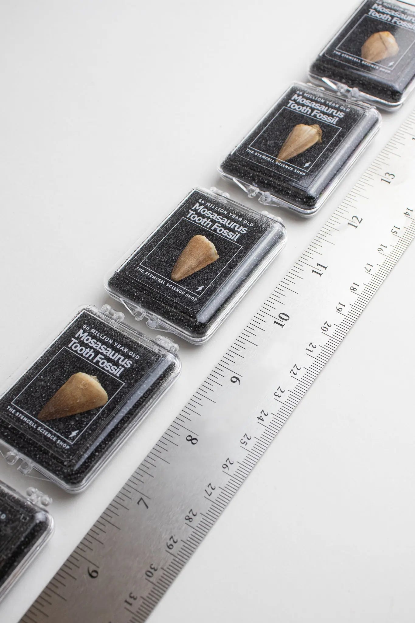 Mosasaurus Tooth - Fossil from Stemcell Science Shop