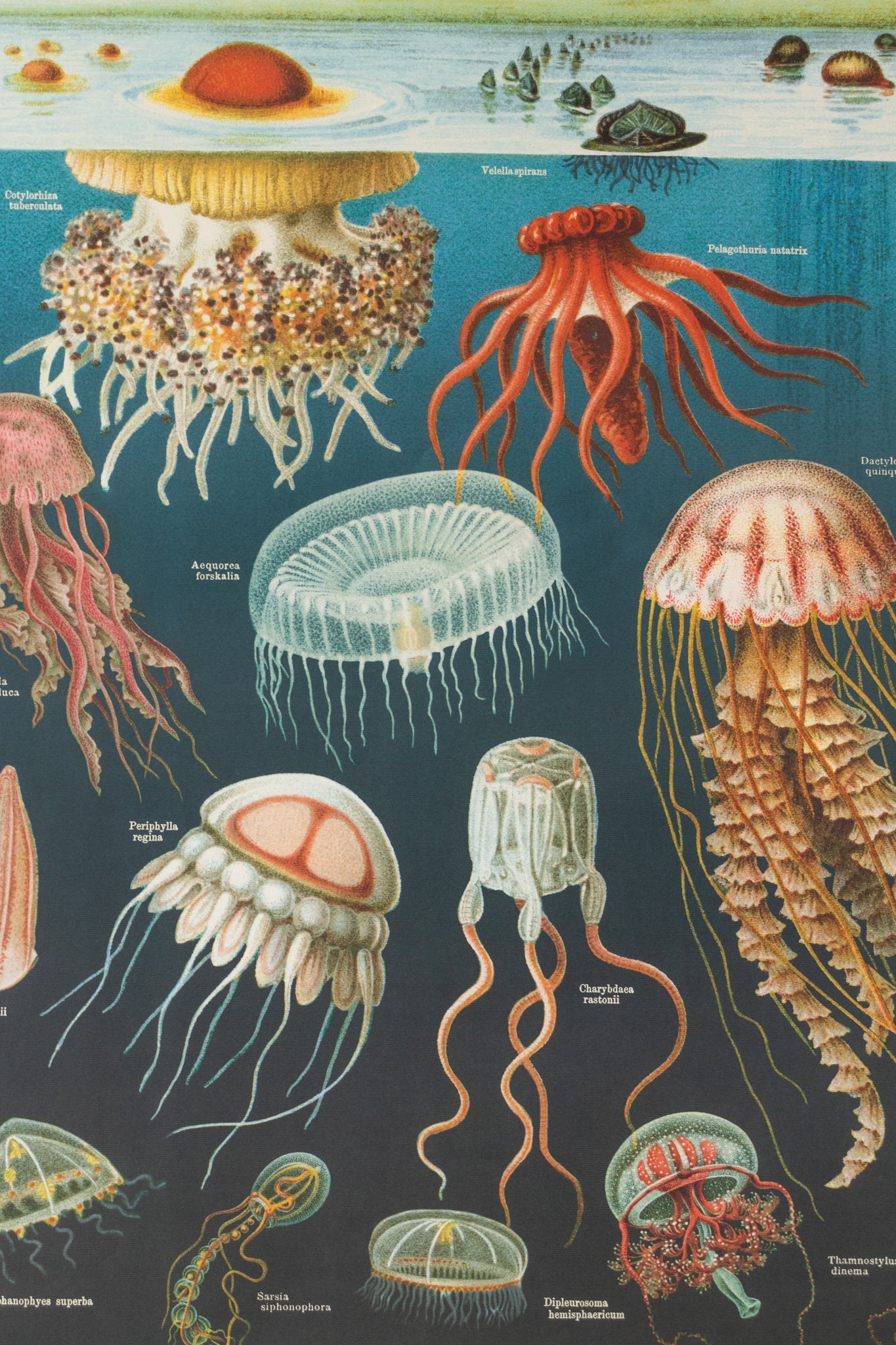 Oceanography Scientific Chart - Charts from Stemcell Science Shop