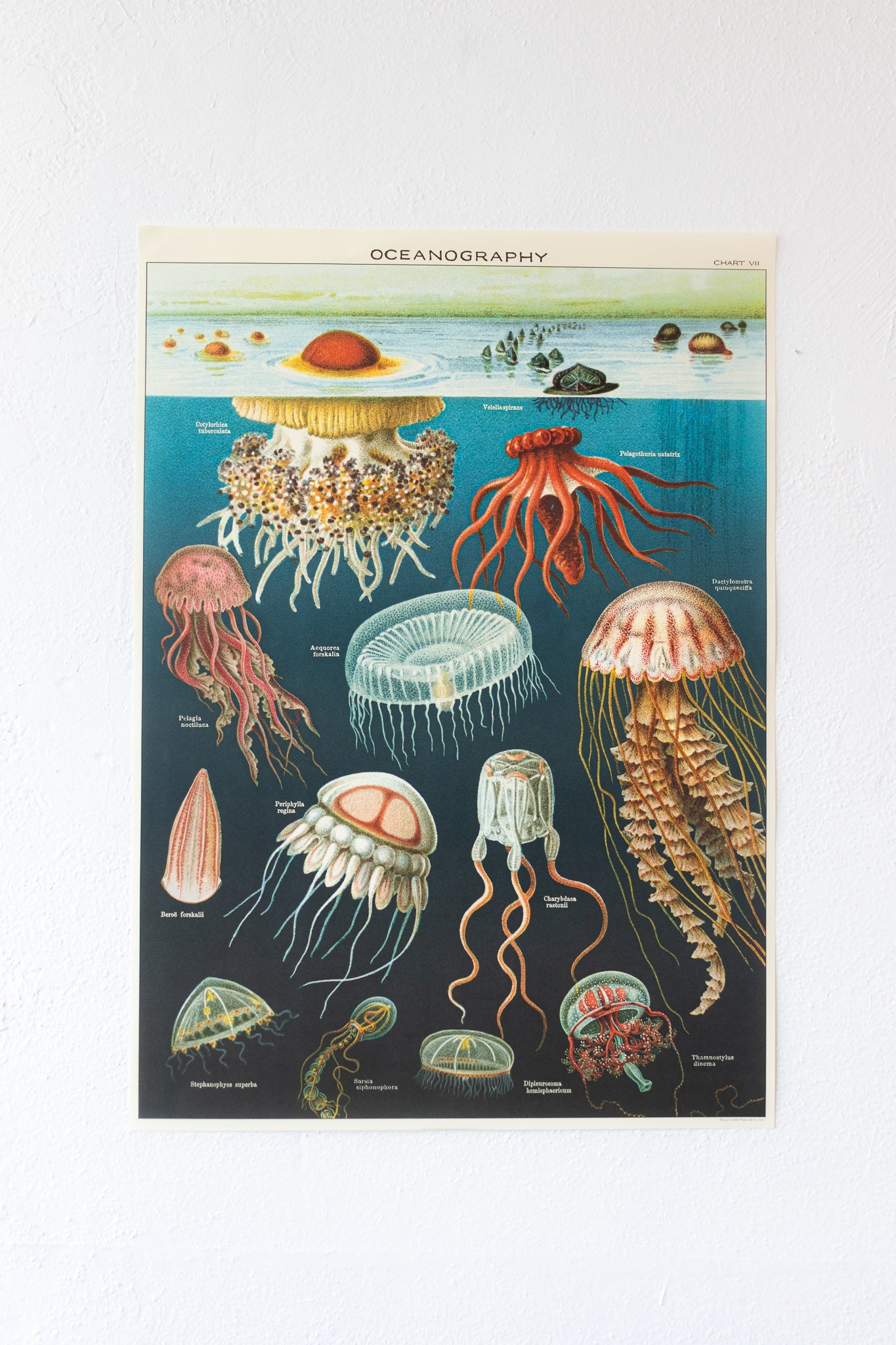 Oceanography Scientific Chart - Charts from Stemcell Science Shop