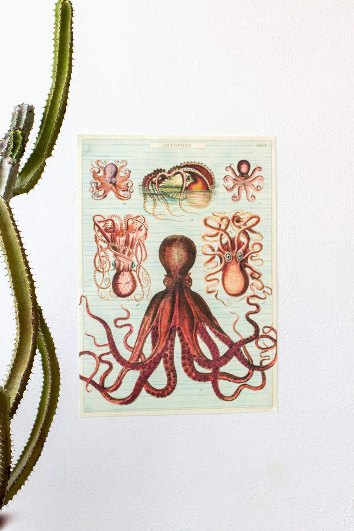 Octopods Scientific Chart - Charts from Stemcell Science Shop