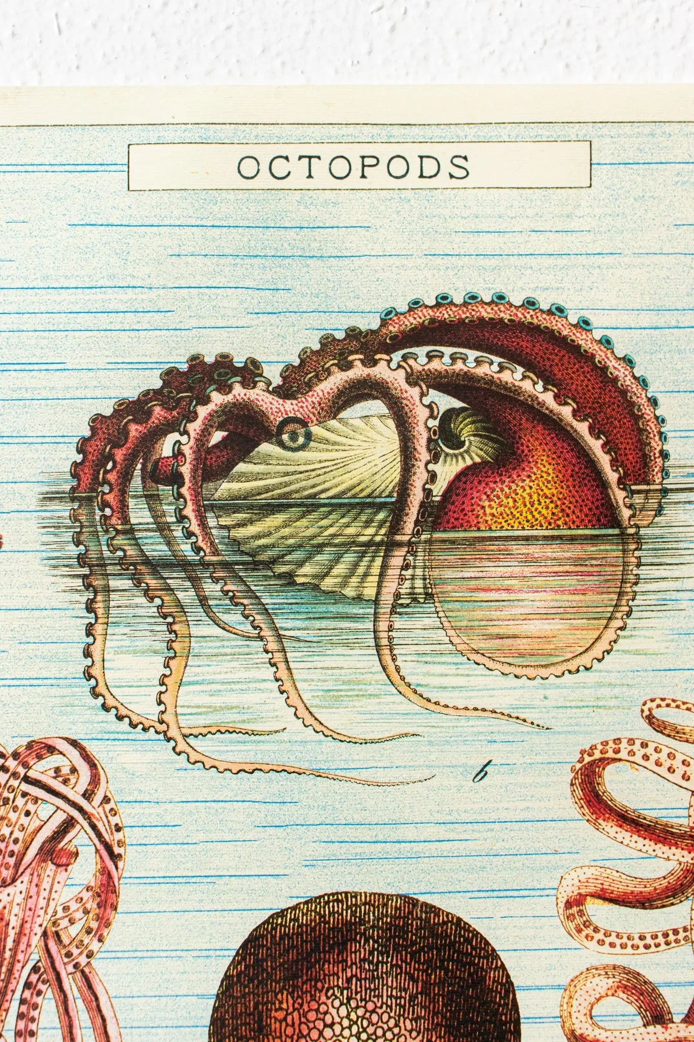Octopods Scientific Chart - Charts from Stemcell Science Shop