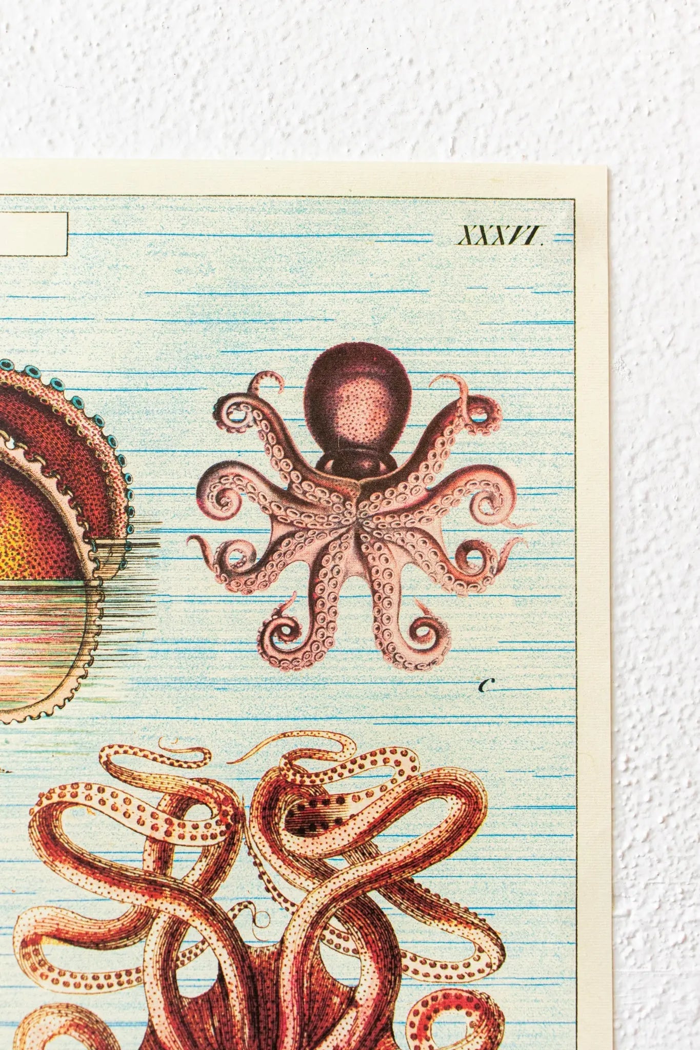 Octopods Scientific Chart - Charts from Stemcell Science Shop