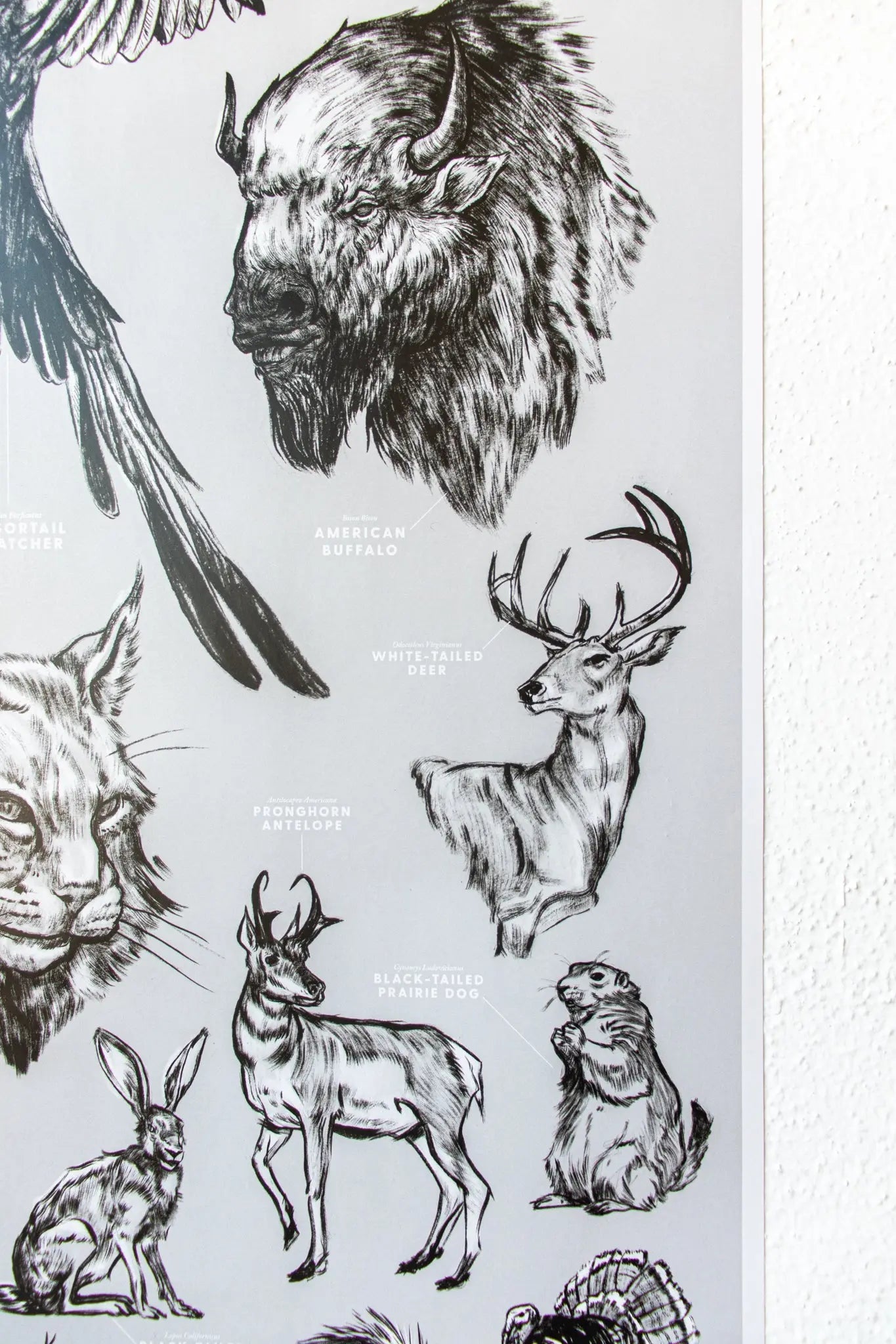 Oklahoma Wildlife Chart - Charts from Stemcell Science Shop