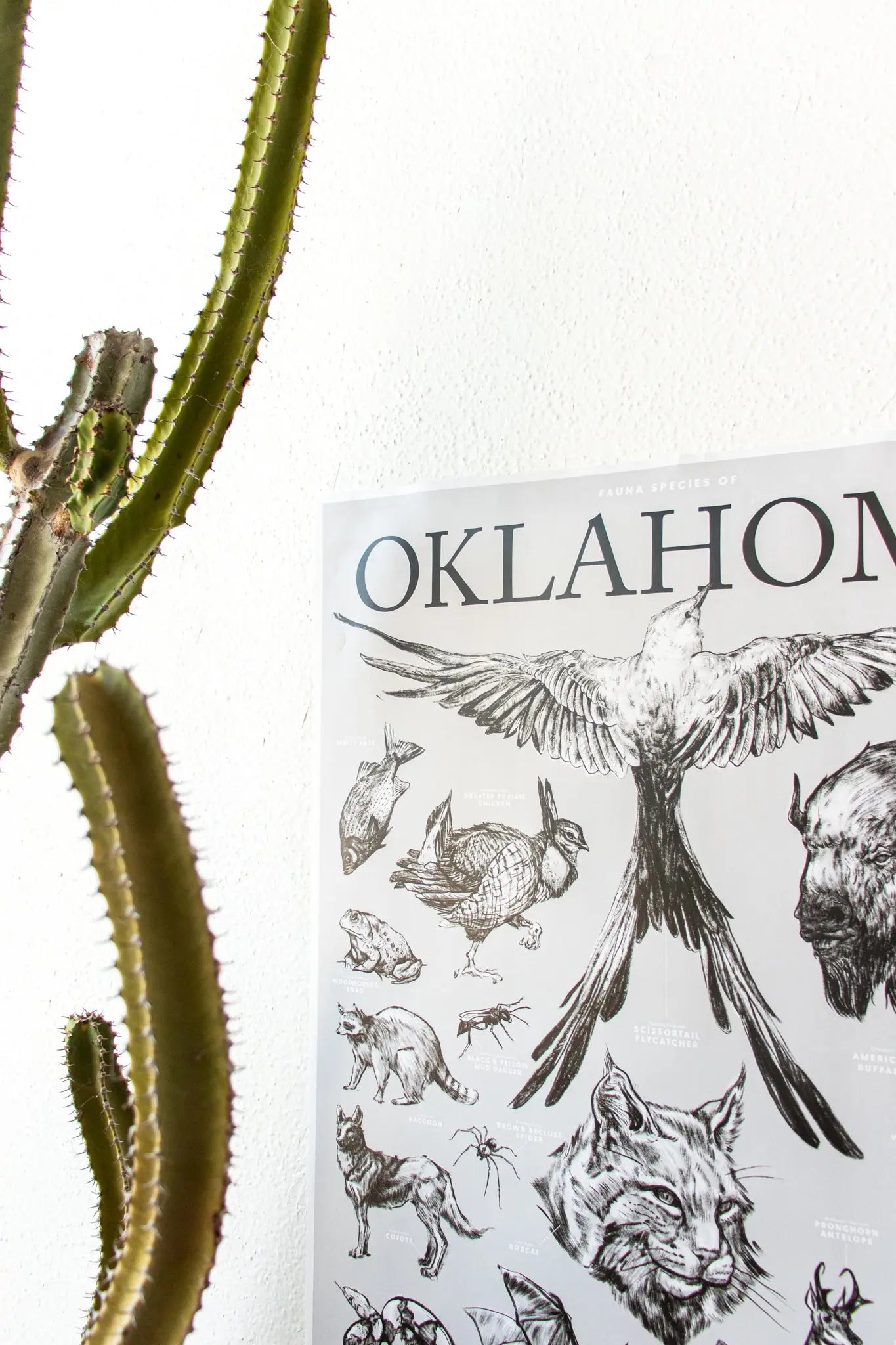 Oklahoma Wildlife Chart - Charts from Stemcell Science Shop