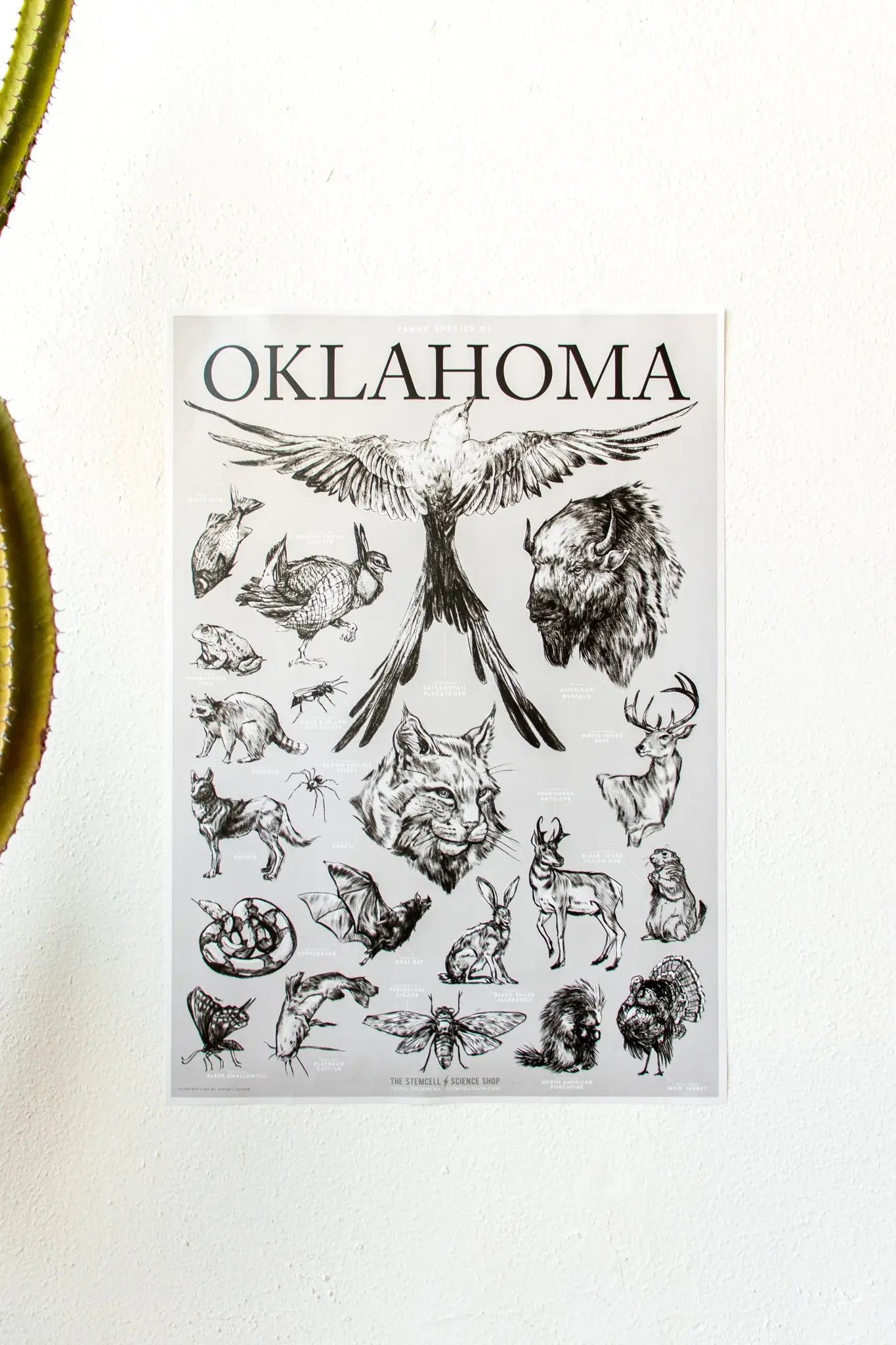 Oklahoma Wildlife Chart - Charts from Stemcell Science Shop