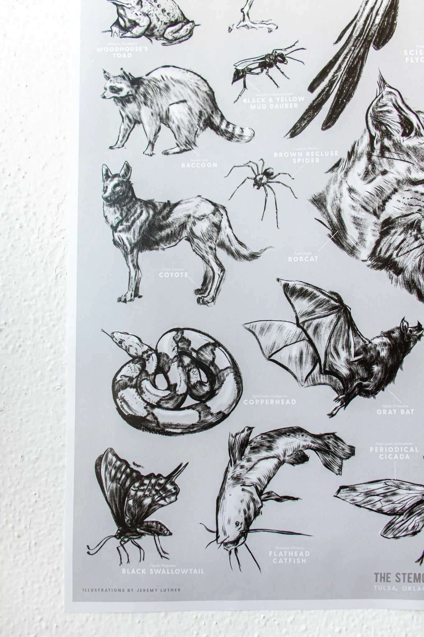 Oklahoma Wildlife Chart - Charts from Stemcell Science Shop