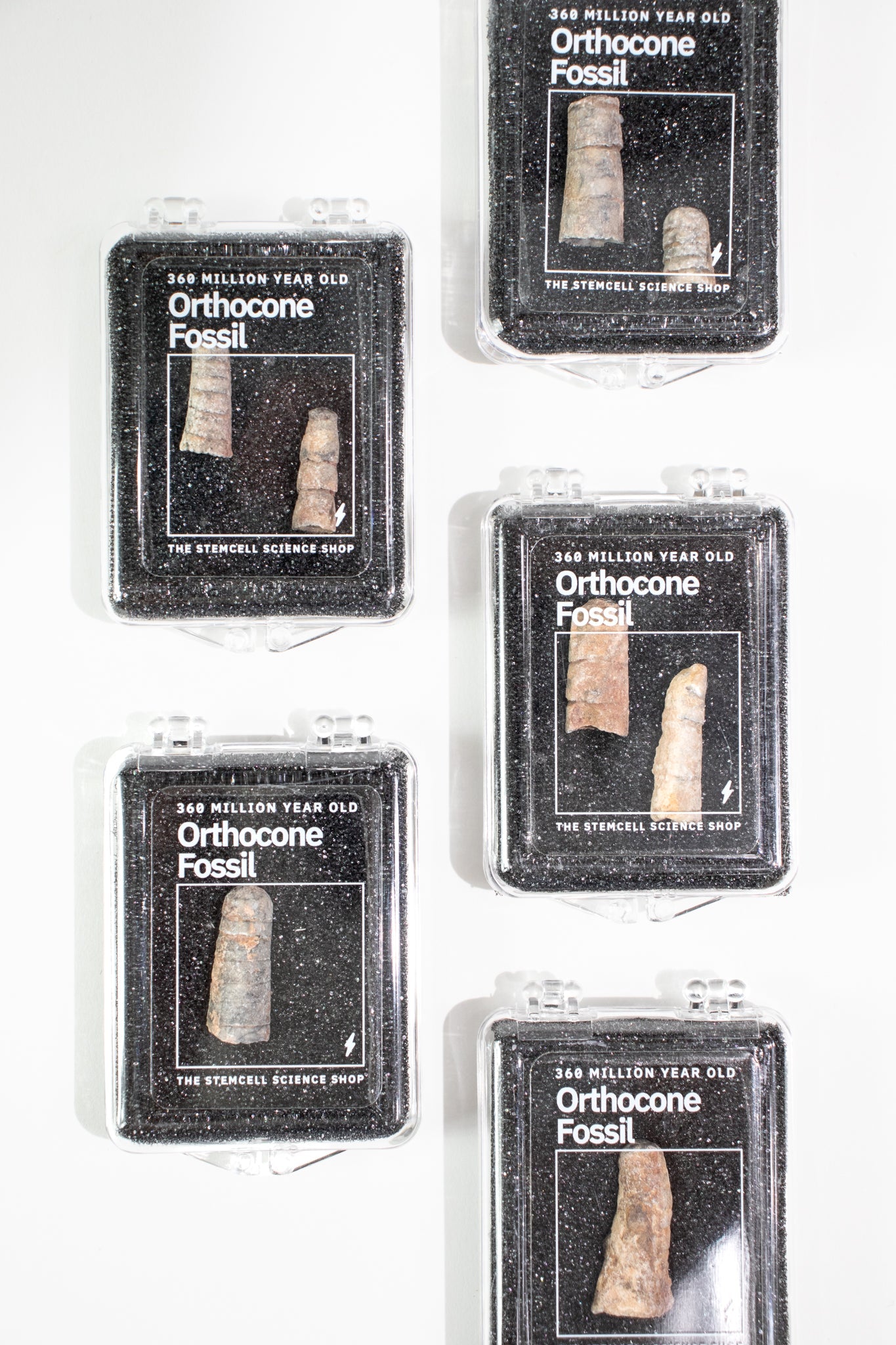 Orthocone Fossil - Fossil from Stemcell Science Shop