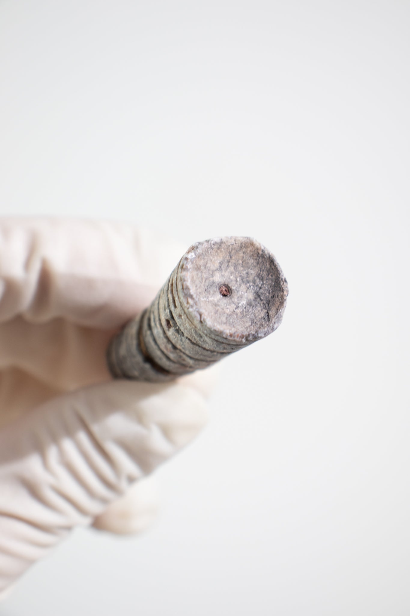 Orthocone Fossil - Fossil from Stemcell Science Shop