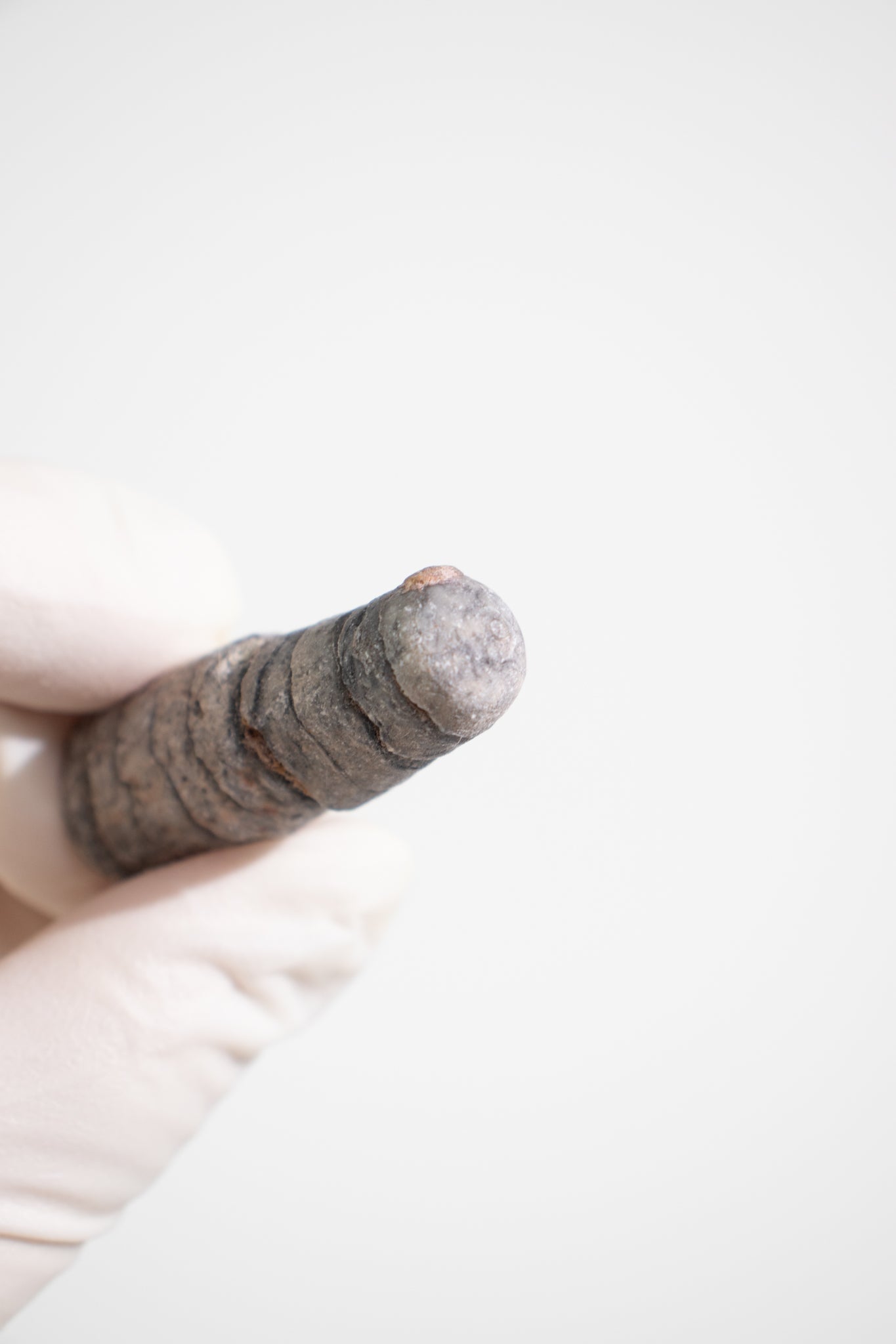 Orthocone Fossil - Fossil from Stemcell Science Shop