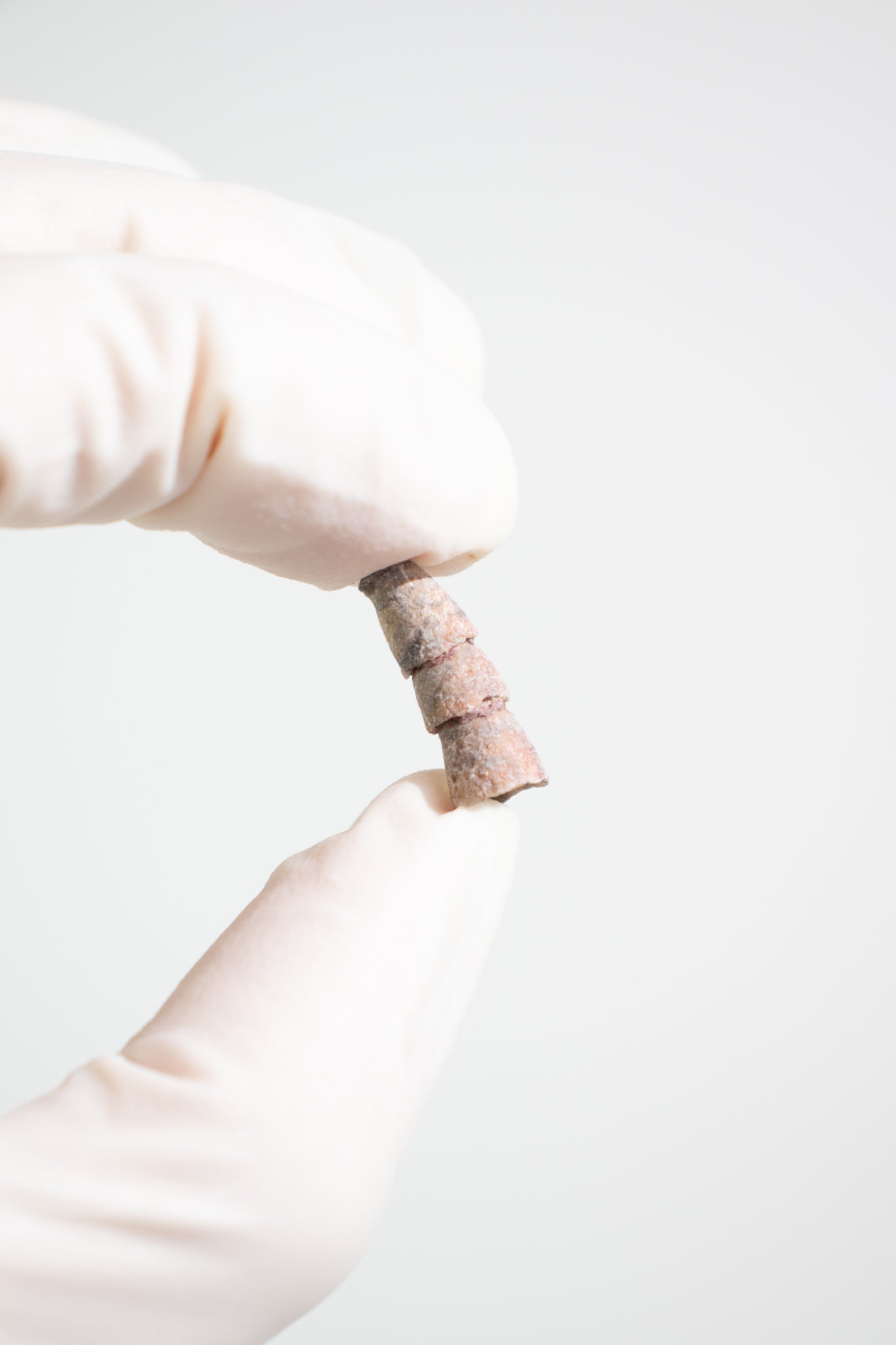 Orthocone Fossil - Fossil from Stemcell Science Shop